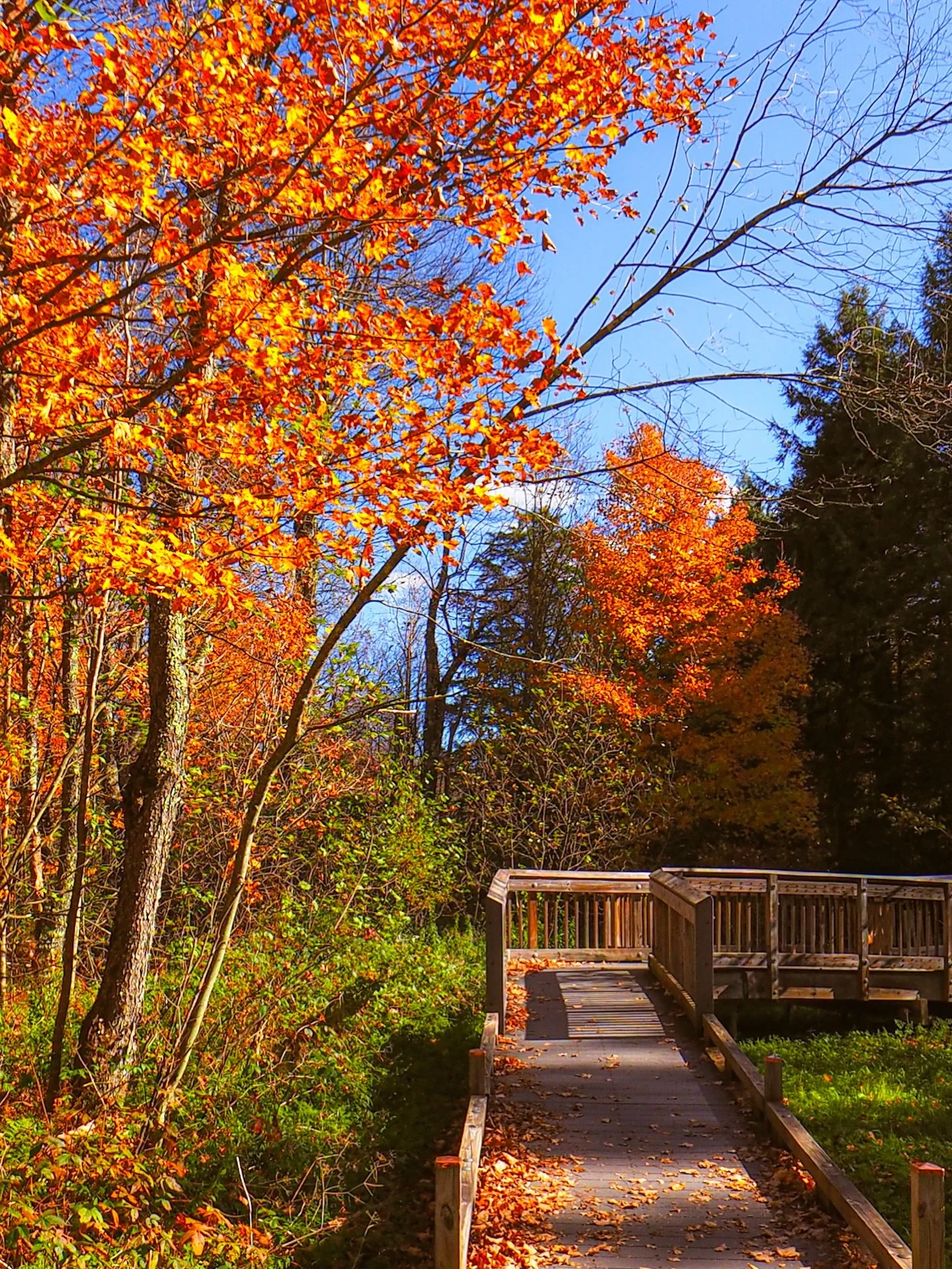 Fall in Vermont never misses. This stop along the Robert Frost Trail had the perfect mix of color, calm, and that crisp mountain air 🍁 

I&rsquo;ve still got a few more Vermont photos to share before giving Connecticut some screen time 👀

📸: Olymp