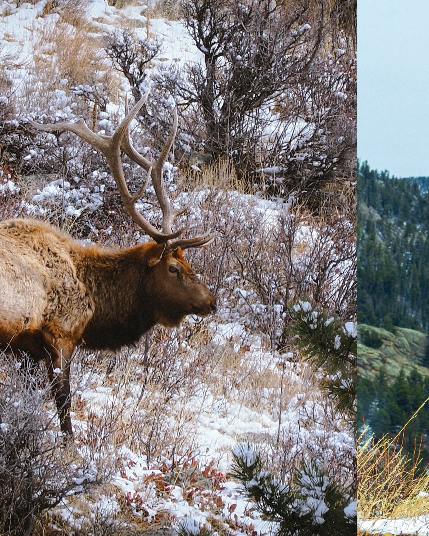 My first visit to Rocky Mountain National Park turned into a bit of a wildlife dream.

I went hoping I might see a few animals, but the park really delivered. I got to photograph mule deer and elk just casually grazing like they owned the place, and 
