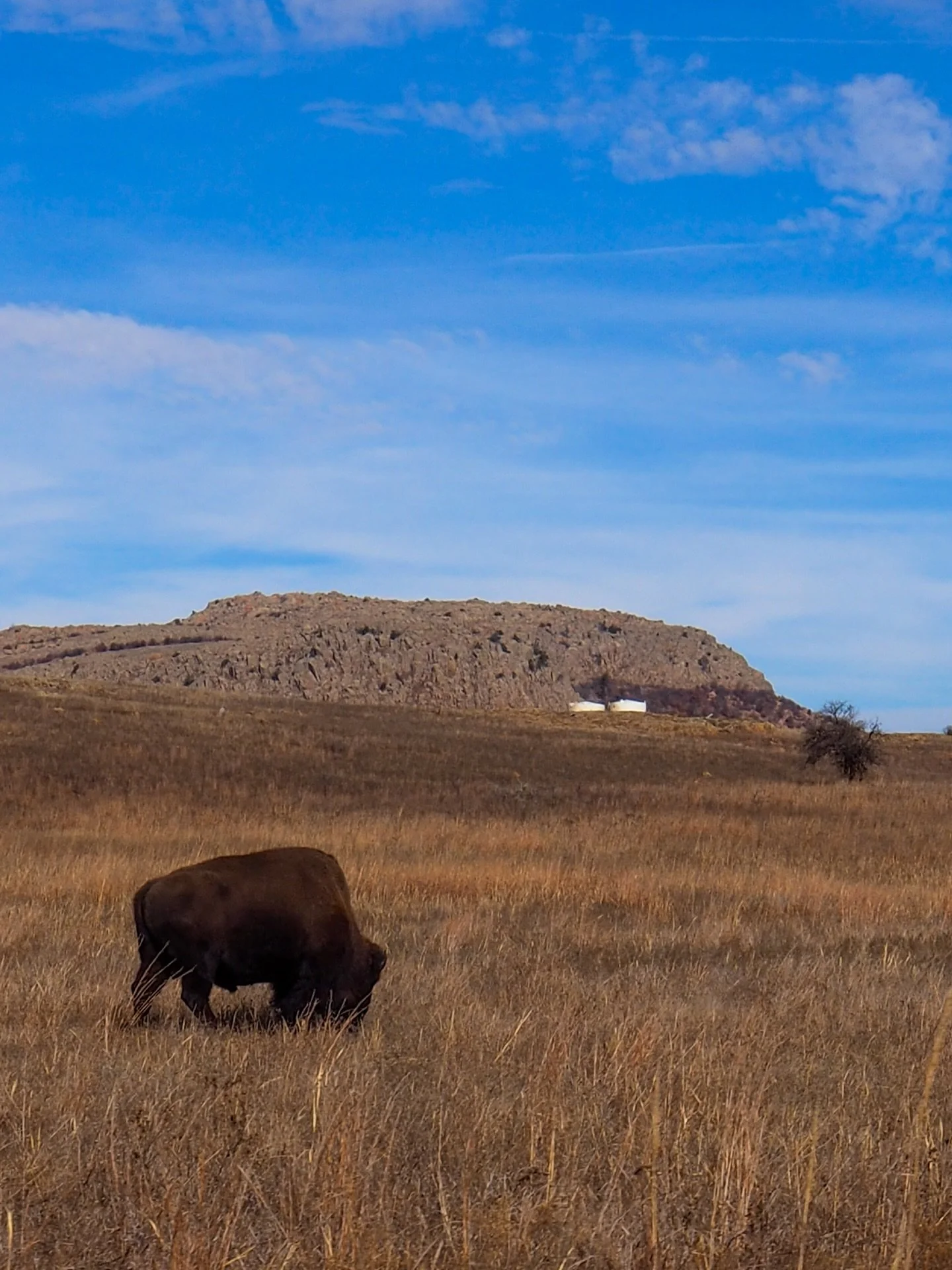 Bison check 🦬 

If you&rsquo;re ever in Oklahoma, make a stop at the Wichita Mountains Wildlife Refuge. I always love visiting because you never know what you&rsquo;ll see.

This was my first time seeing bison up close and, not gonna lie, I was stil