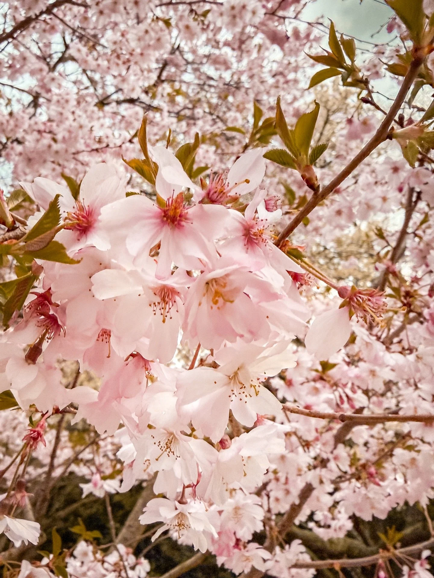 catch me outside until further notice because boston spring is finally here 🌸 #bostonspring