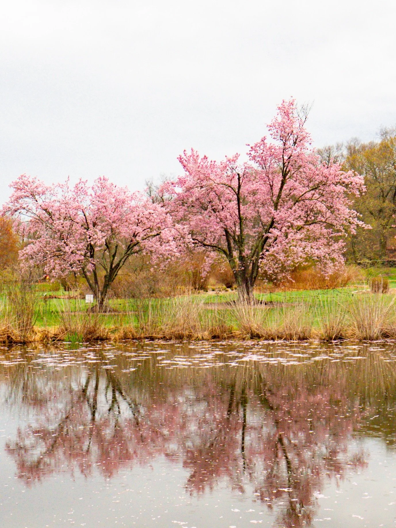 I went to the Arnold Arboretum late last week for a quick walk and somehow stayed way longer than planned because the cherry blossoms were doing their thing. 🌸

This spot always ends up being one of my favorites for a spring photo walk and just wand