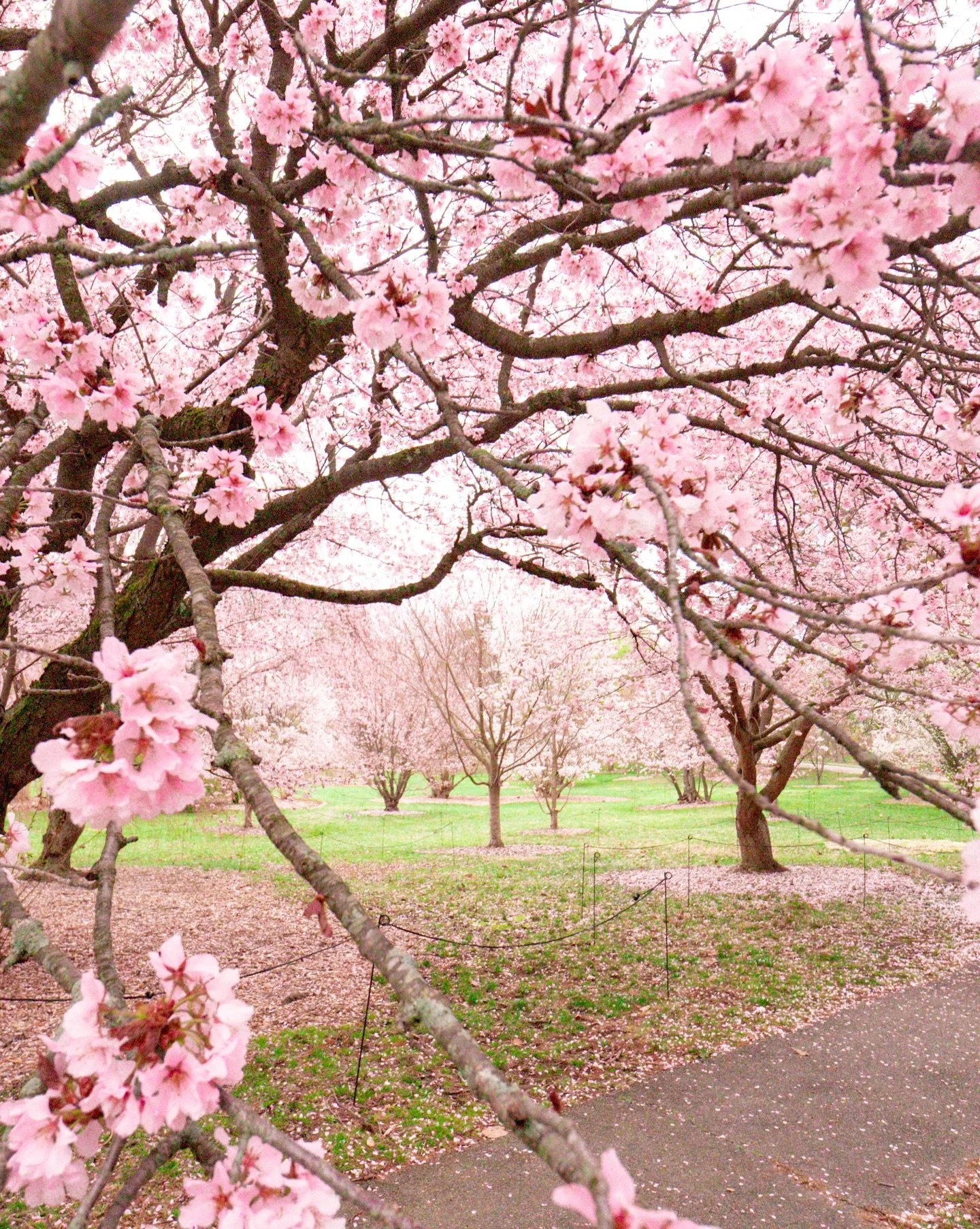what are a few more flower pics between friends? 🌸 #springinboston #bostonspring