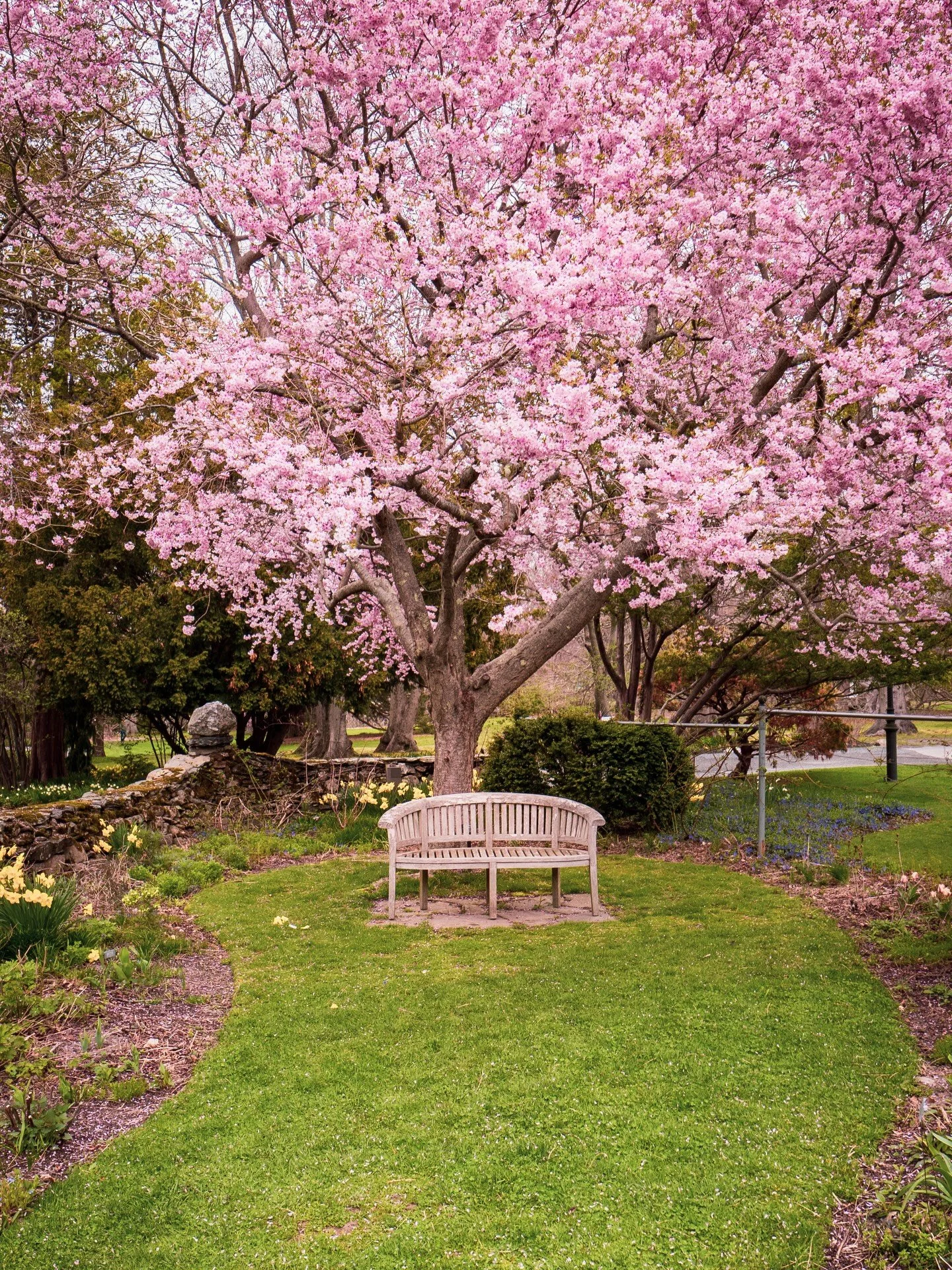 Have I been having a pink moment lately? Yes, and what about it?

I have lots of daffodil photos to get through, but I&rsquo;ve truly been loving all the pink. 🌸 #rhodeislandblooms