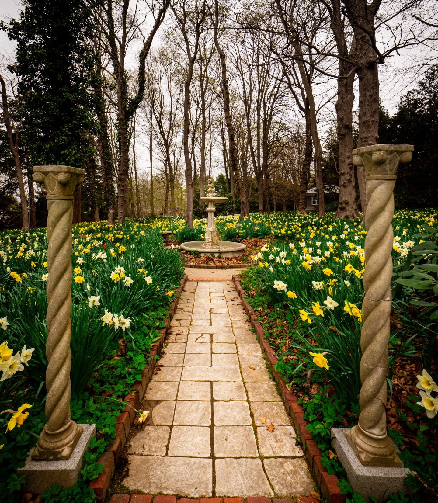 my favorite scene from my recent trip to @blithewold_ri 🌼

still have photos to edit, but I couldn&rsquo;t help not sharing this one. so much greens and yellows! #rhodeislandspring #rispring