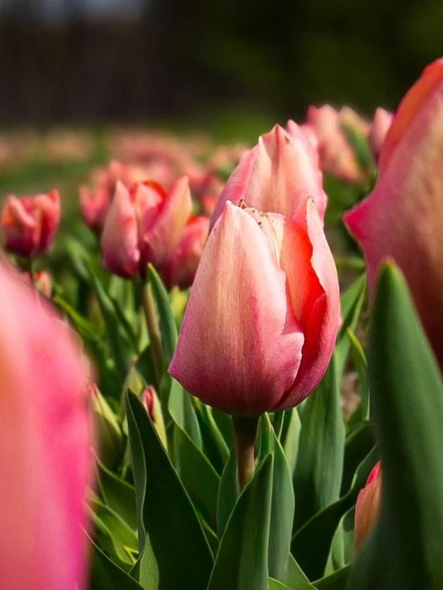 A little sneak peek of the tulip field I photographed this past weekend at @ferjulians 🌷

I took way more photos than I&rsquo;m sharing right now, but this one gets to be the teaser while the rest wait patiently in the drafts. #tulips🌷 #newenglands