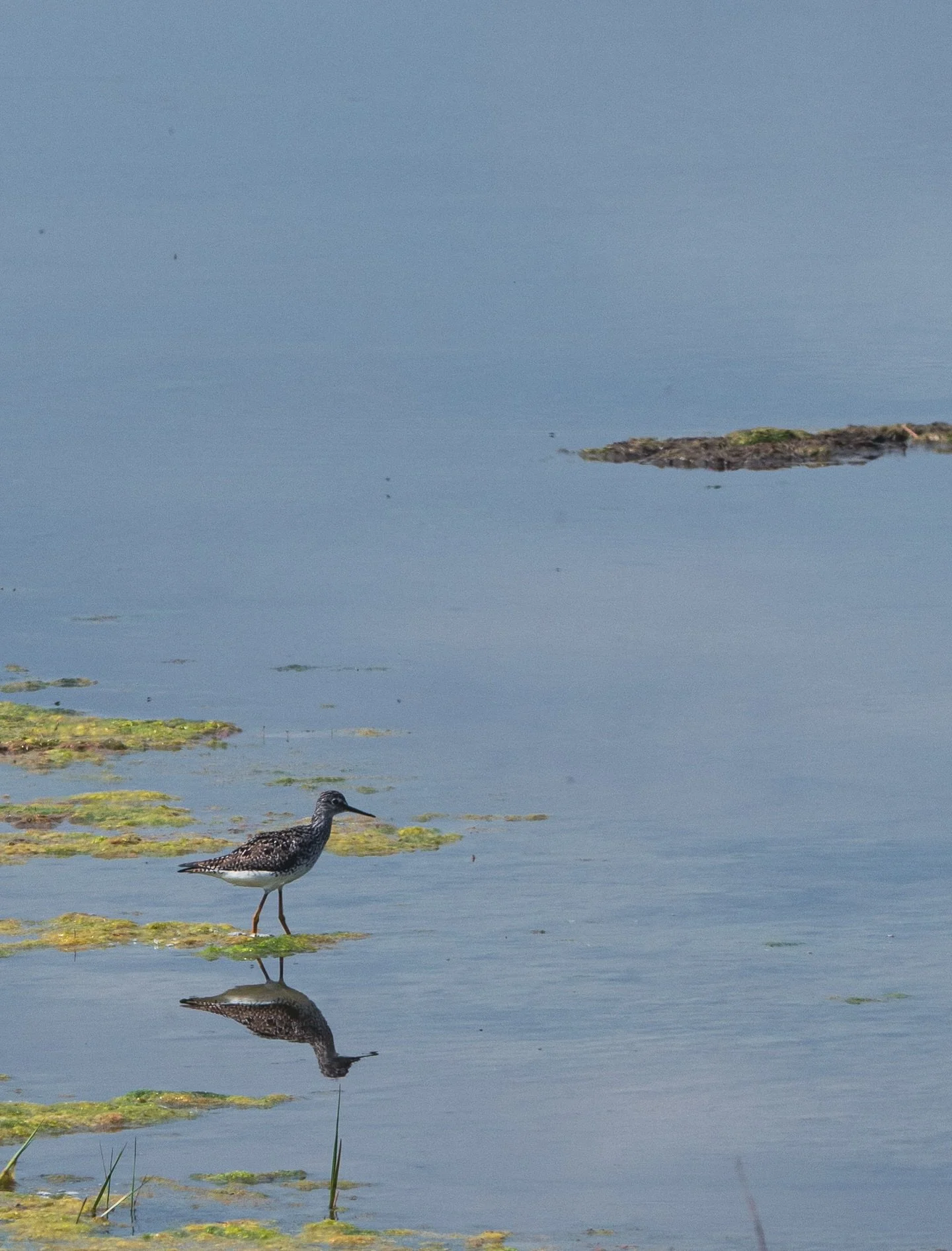 This past Sunday, I went to Parker River National Wildlife Refuge fully expecting to spend the day looking for horseshoe crabs after spotting a few recent observations on iNaturalist.

Instead, we somehow ended up surrounded by bird watchers and wild