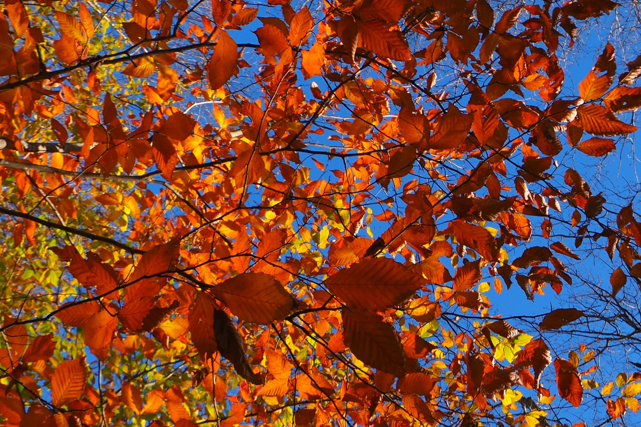 Vermont Fall 2025: A Quiet Season, a Long Drive, and the Colors You Have to Go Find