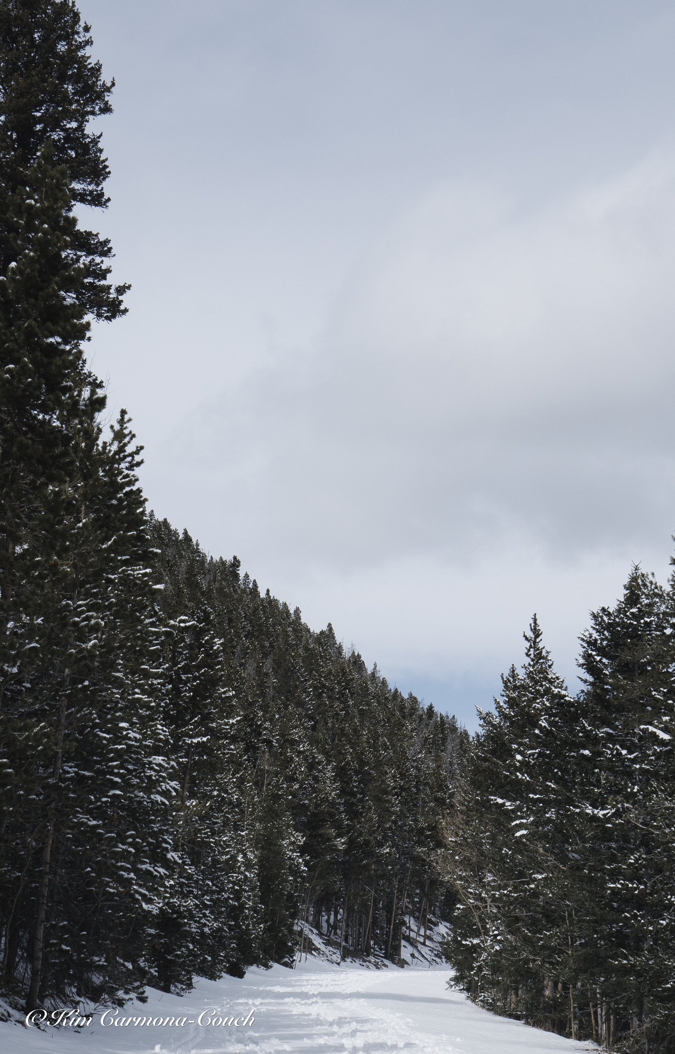 Snow-covered trail through a dense pine forest on a cloudy day.