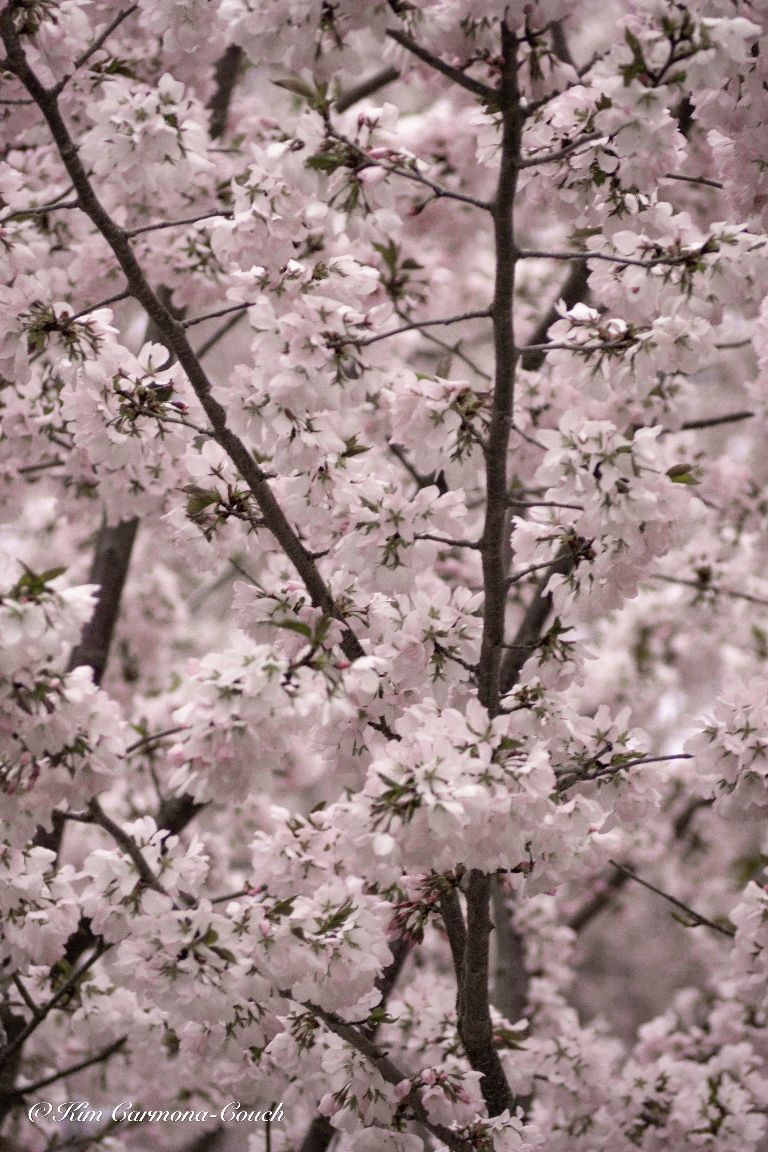 Cherry Blossoms at the Arnold Arboretum: Boston Spring Has Arrived and I Am Not Coming Inside