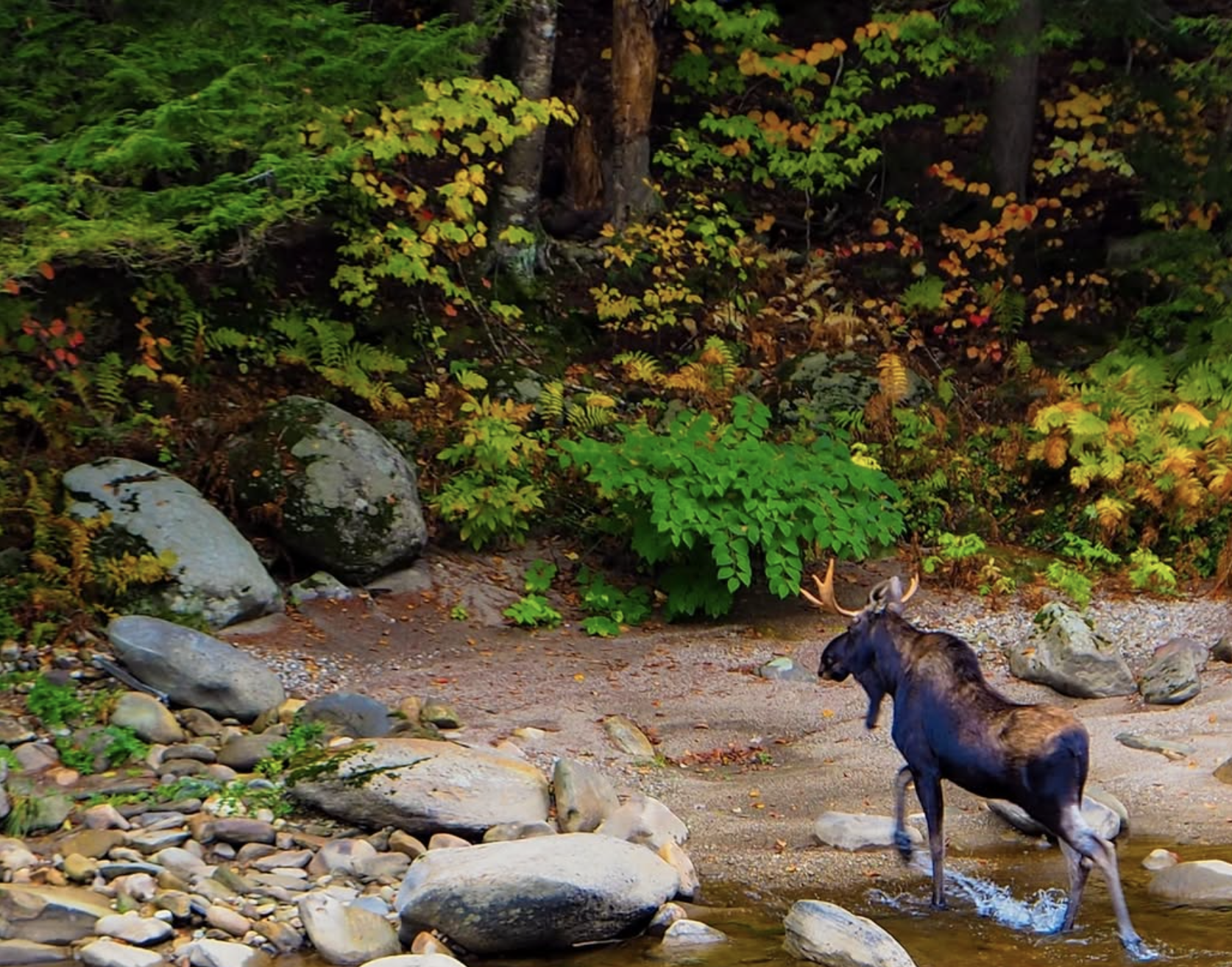 The Moose Distribution System Finally Came Through: A Wild Vermont Encounter