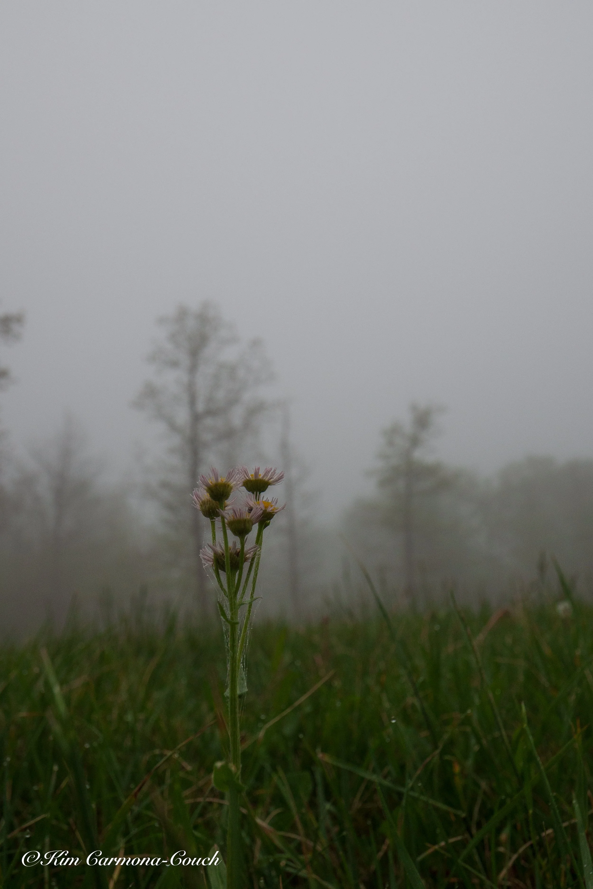 P5245301.jpg