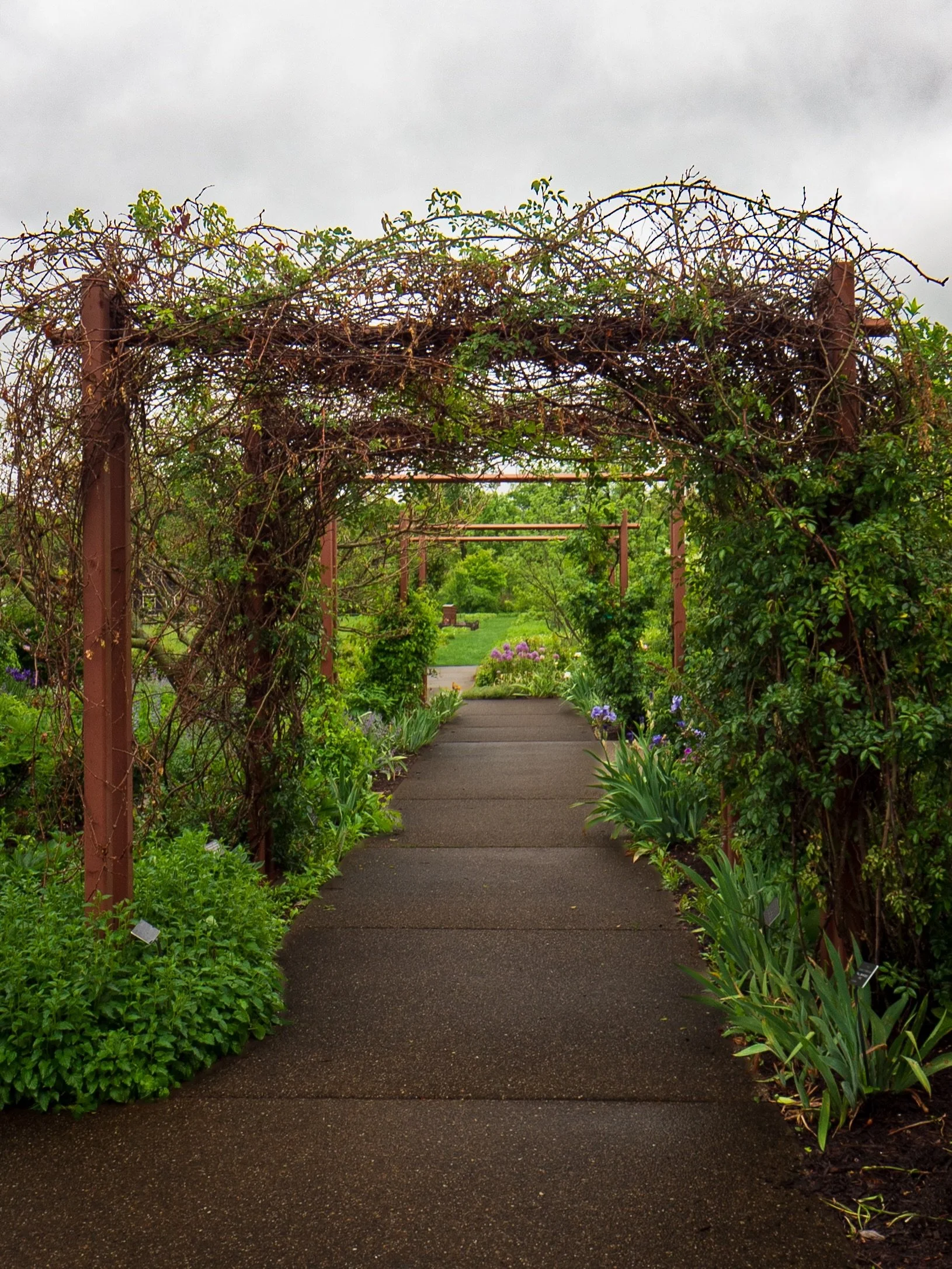 did not know Penn State had an arboretum. very glad I found out. 🌿

We stumbled into the Penn State Arboretum on a rainy Sunday and I immediately stopped rushing anywhere. Pergola walkways, a koi pond with water lilies, irises covered in raindrops, 