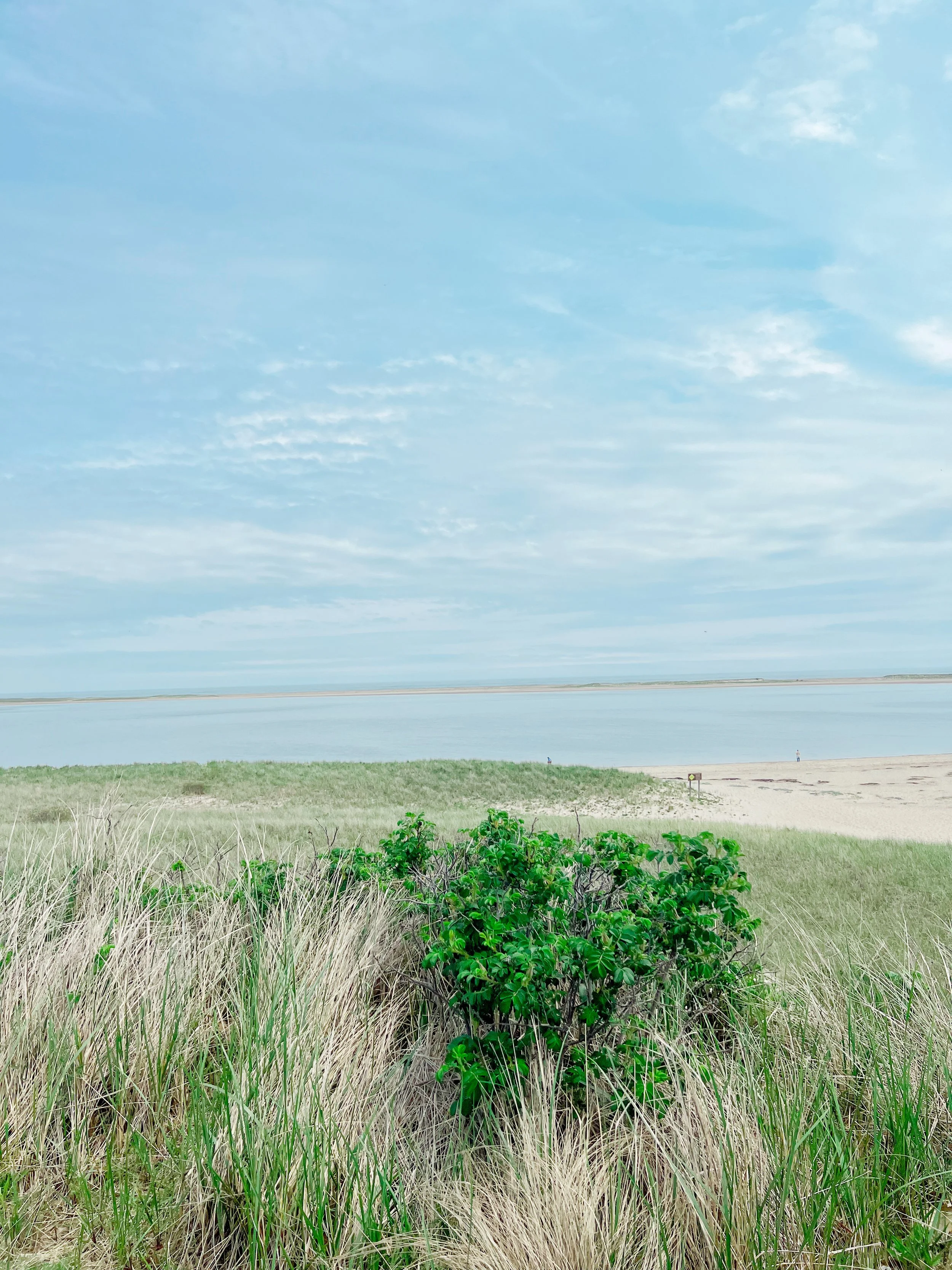 A scenic view of a grassy coastal area with a green shrub in the foreground, a body of water in the middle ground, and a cloudy sky overhead.