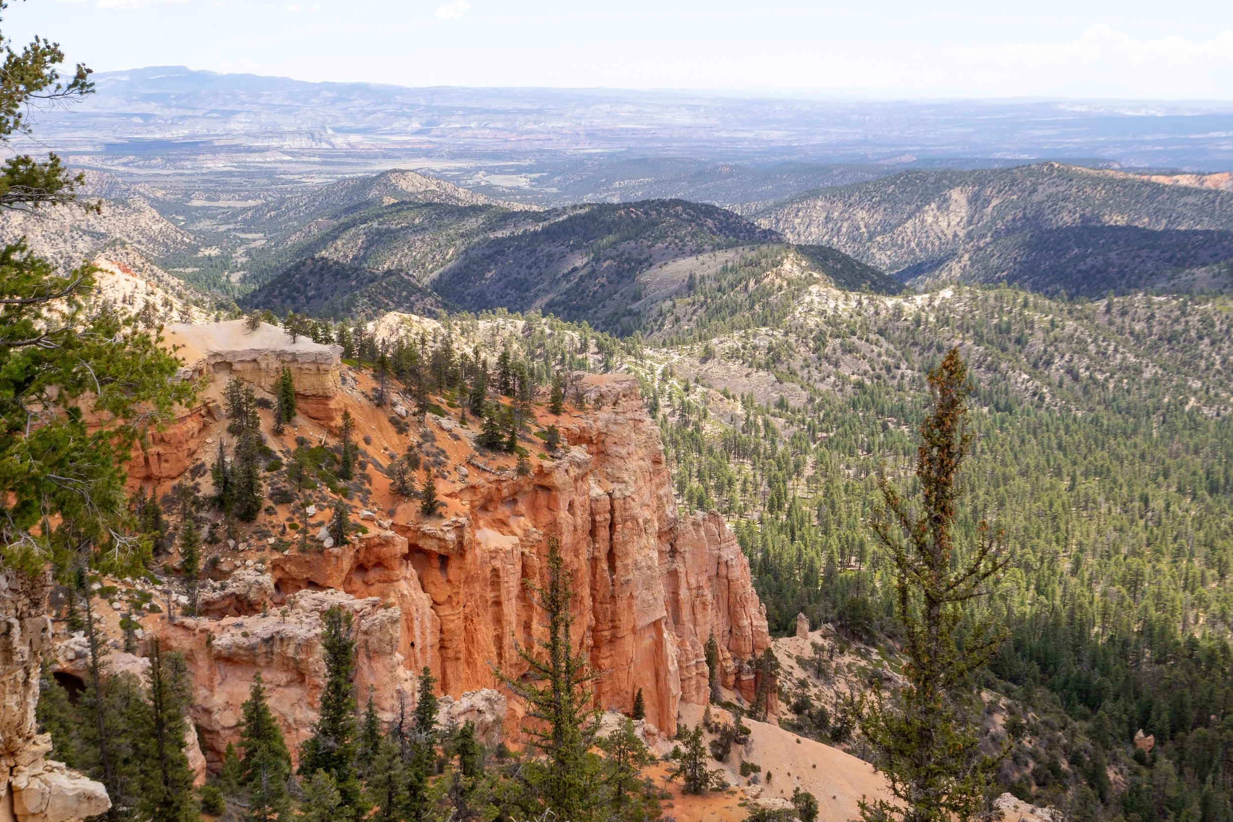View of rugged canyon with multicolored rock formations and dense green forest covering hillside