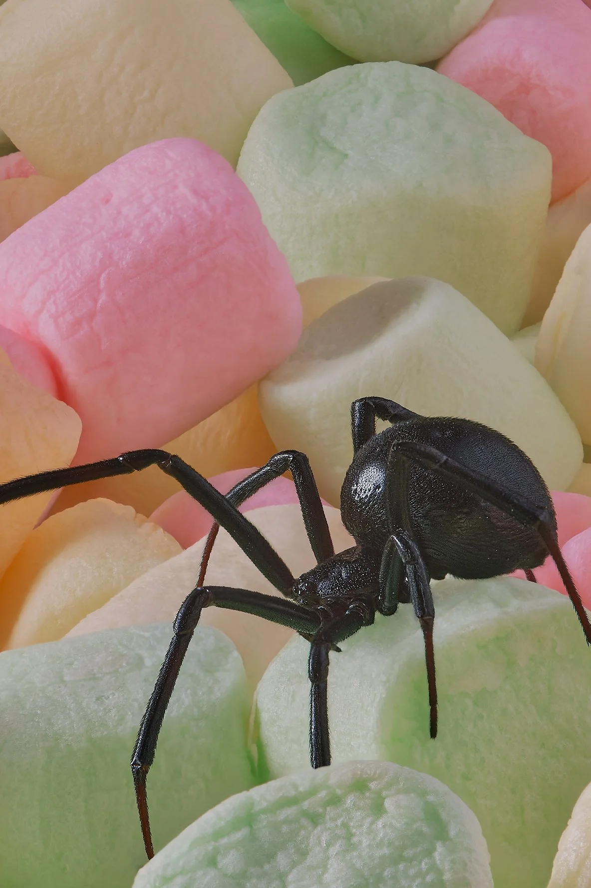Spider on Marshmellows- small crop.jpg