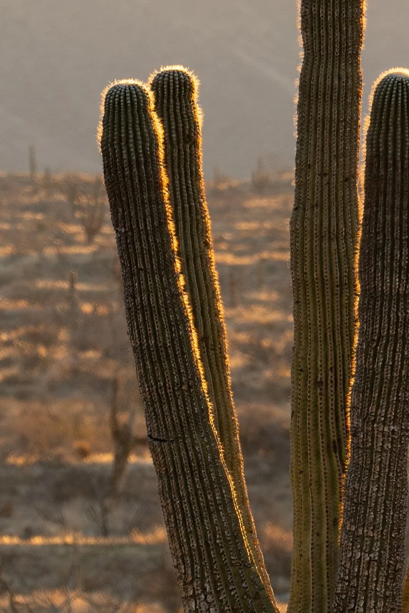 Burnt Saguaros in the Tonto National Forest small clip.jpg