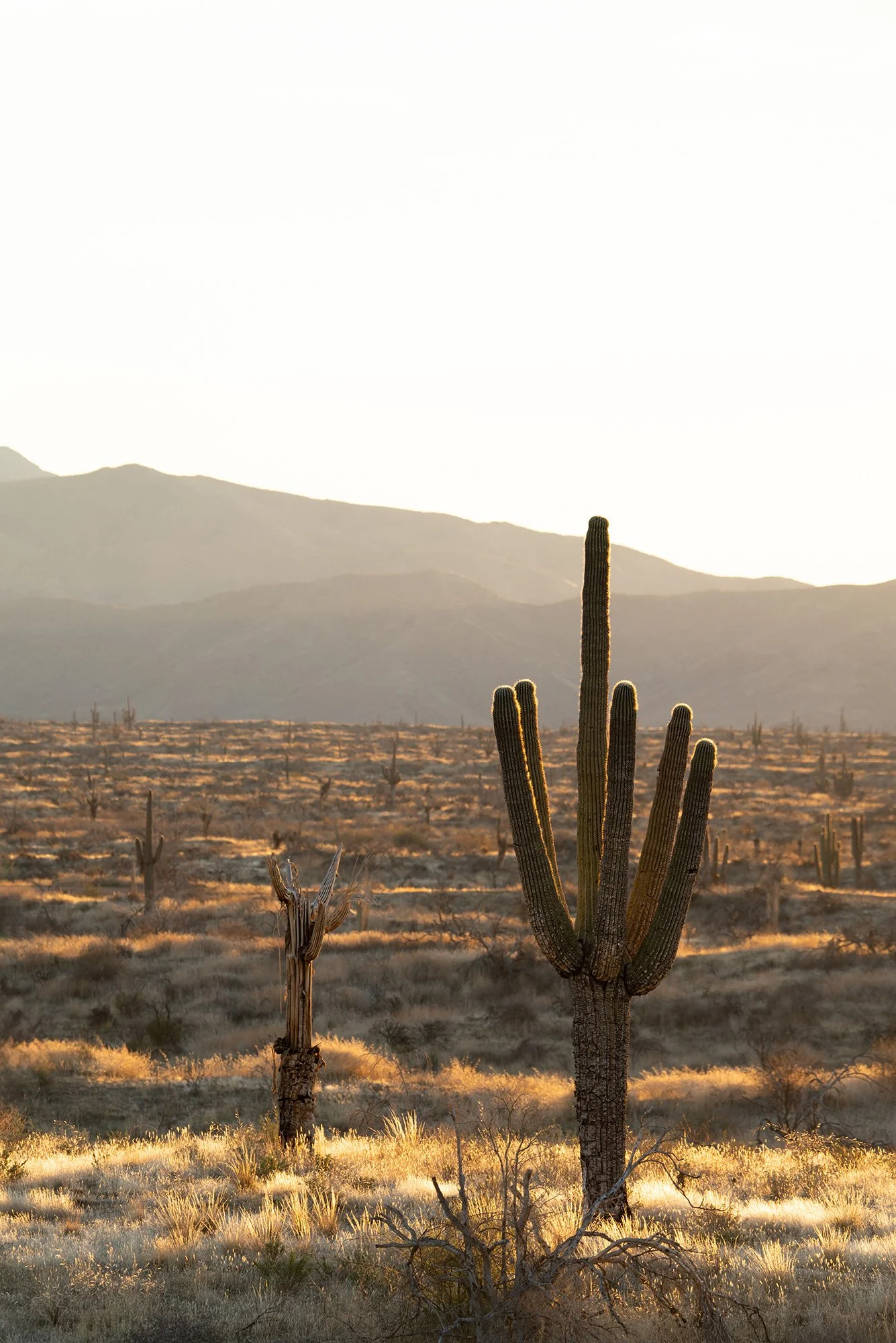 Burnt Saguaros in the Tonto National Forest web.jpg