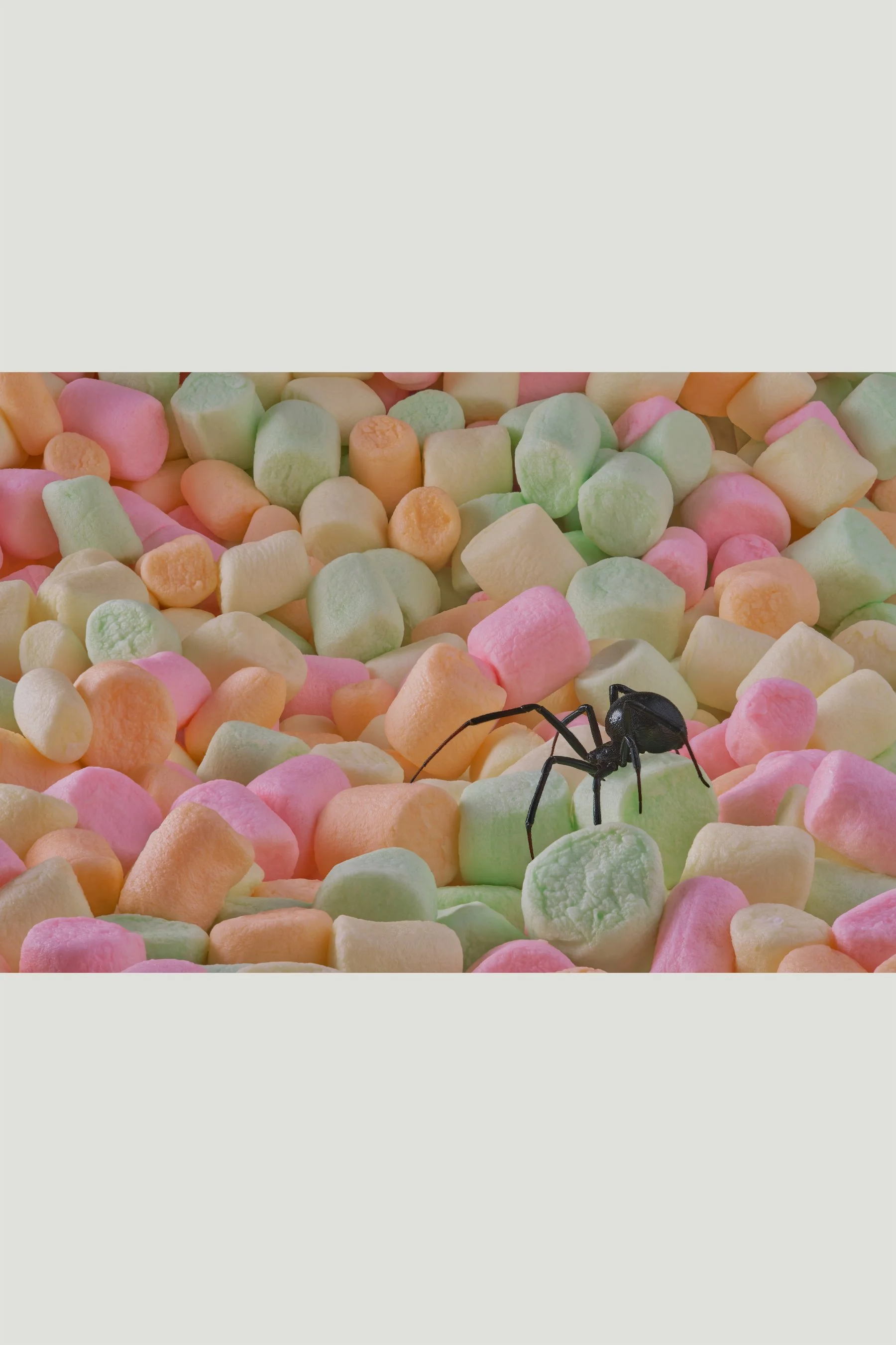 Spider and marshmellow with color bands.jpg