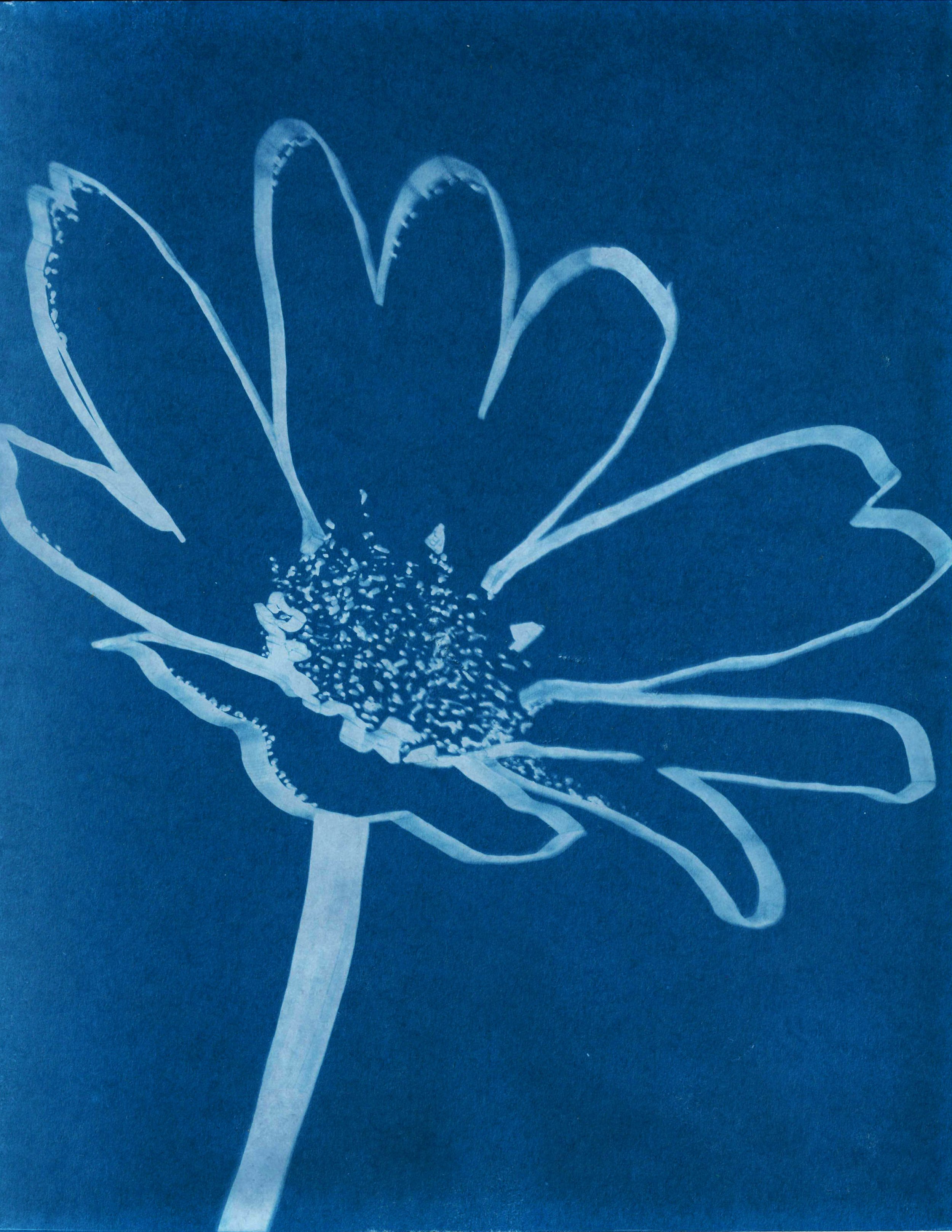 Daisy Print