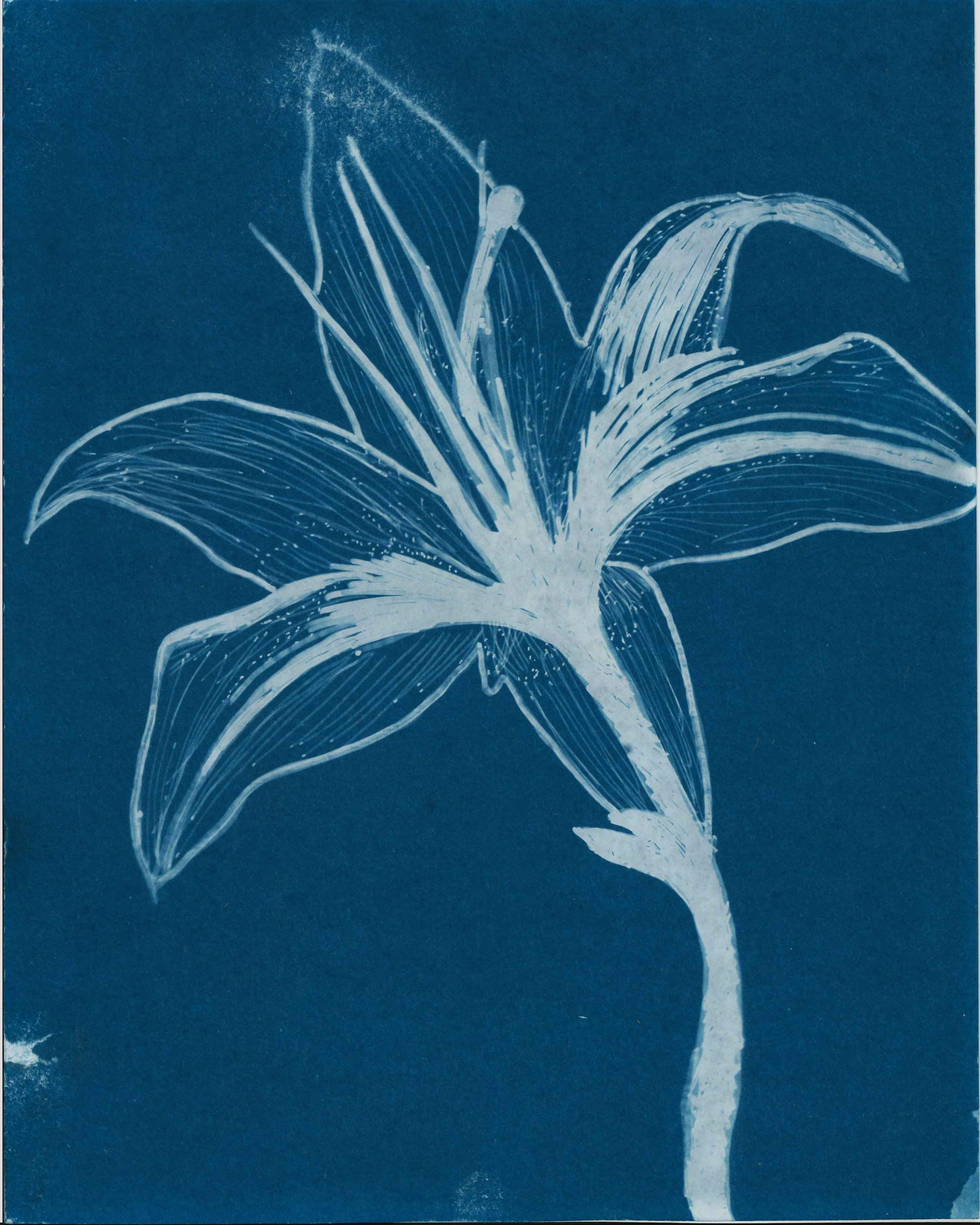 Lily Print