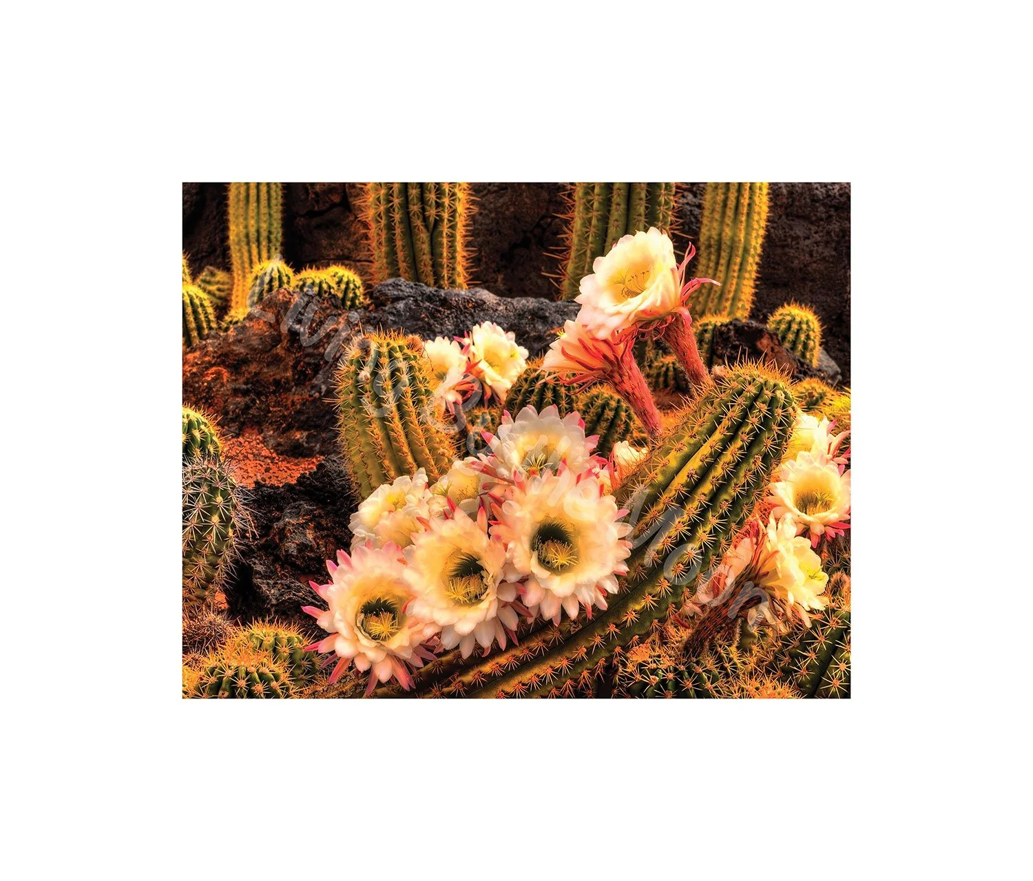 Cactus Flowers Print Digital
