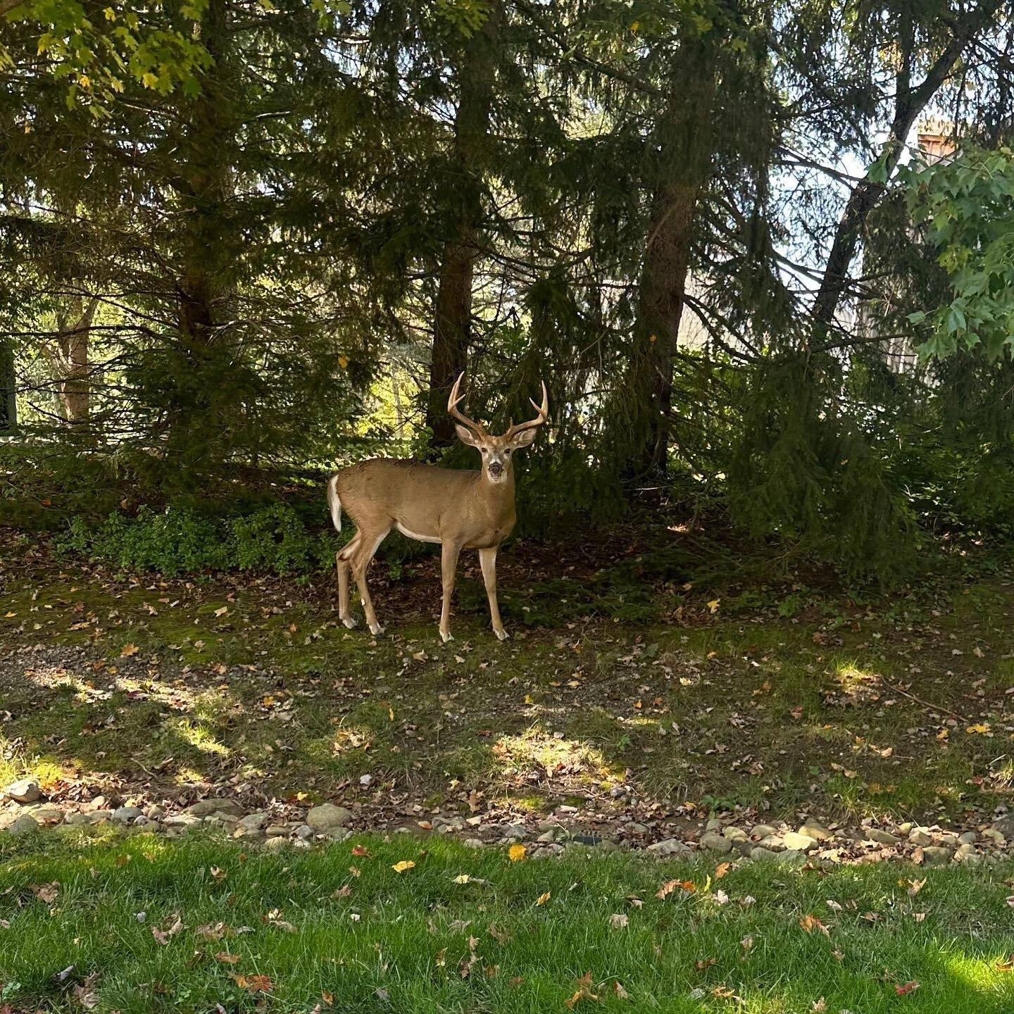Going to an install in Malvern and there is an 8 point Buck!