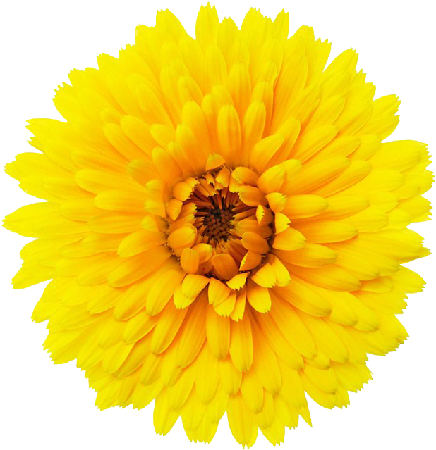 108-1086907_single-rose-png.png
