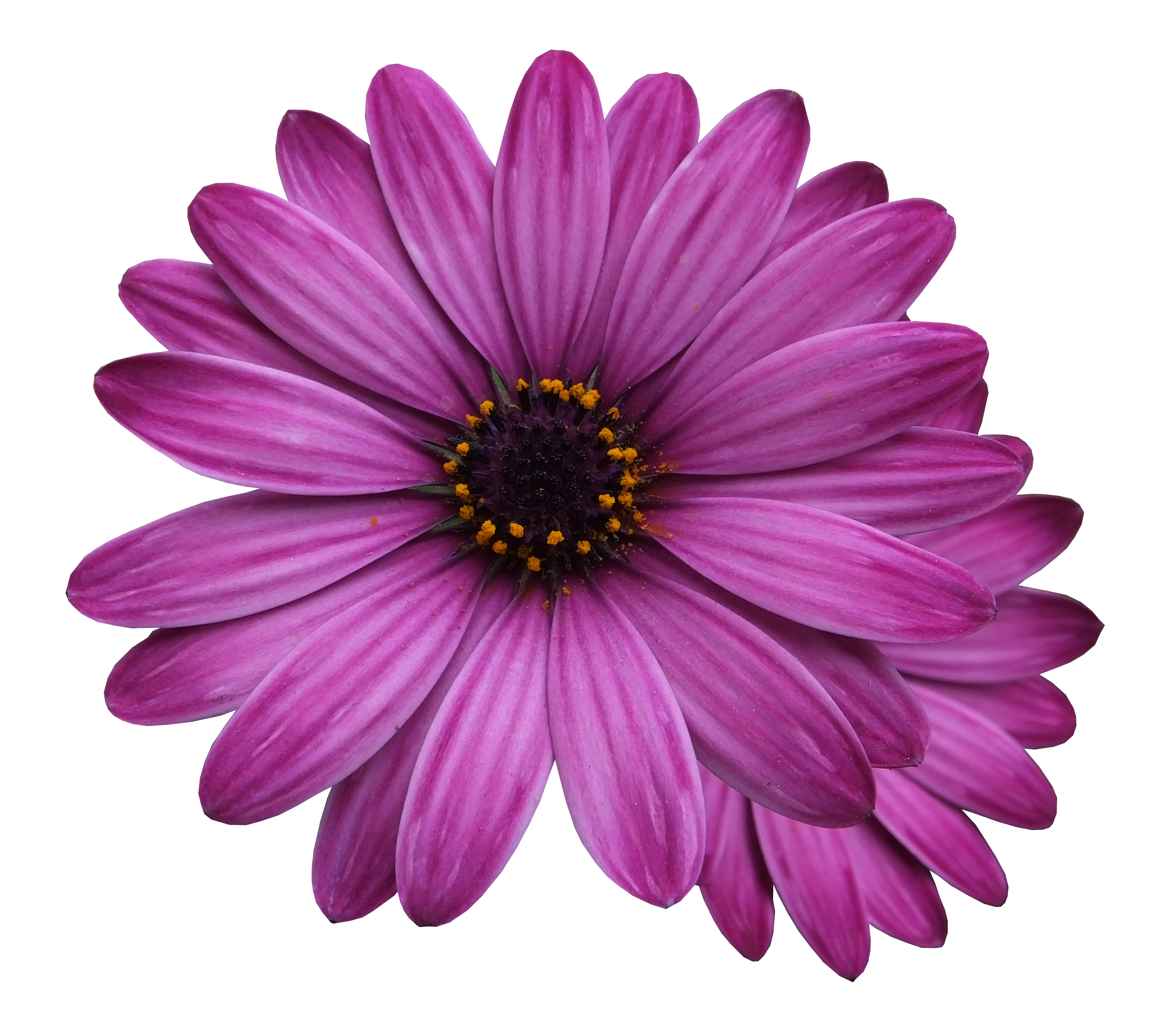 Purple-Daisy-Flower-PNG.png