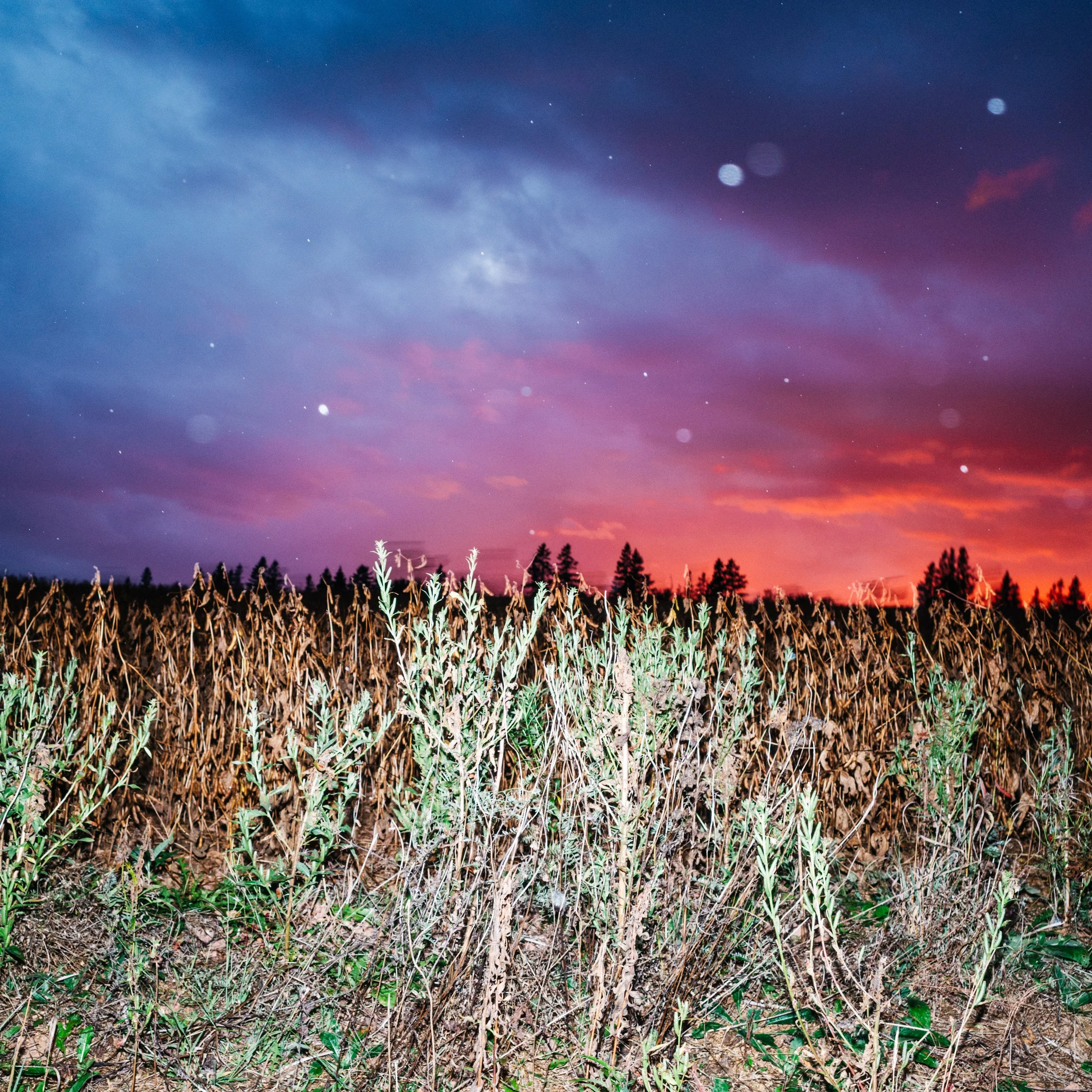 Carter Pact Cover-2.jpg