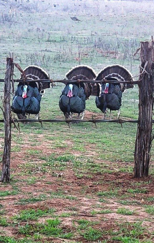 Turkey big barbwire ranch Duffer_s Premium Big Barb Wire.JPG