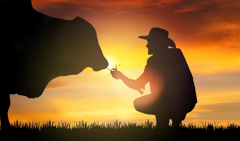 Happy cows happy farm