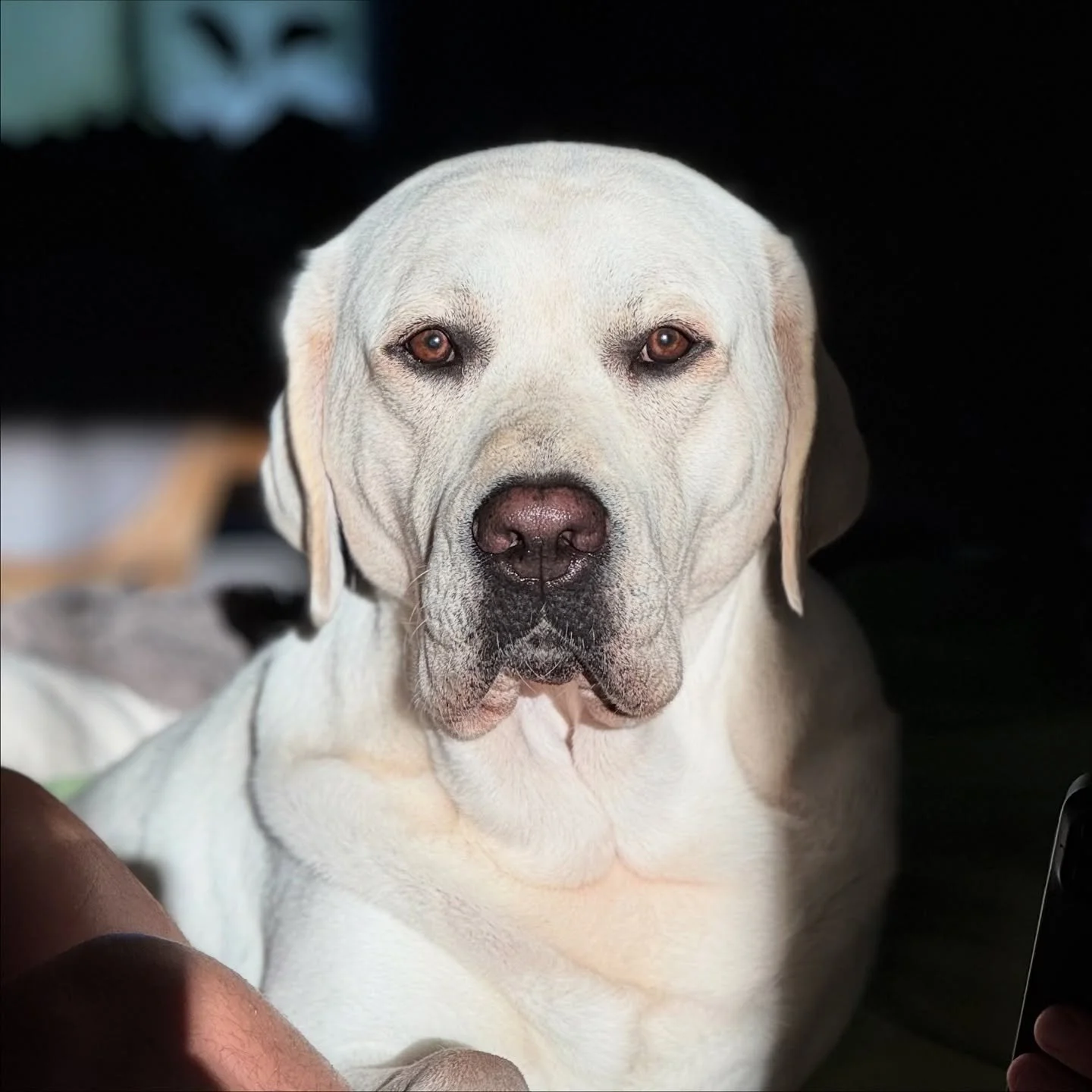 Happy Sunday friends! 🤍 #nashthewhitelab 
.
.
.
.
.
.
.
.
#whenthelighthitsjustright #thatlightingtho #theperfectlight #bigboy #sundayvibes #sundayfunday #sundaymood whitelabstagram #whitelabradors #whitelablove #labradorable #whiteenglishlabradors 