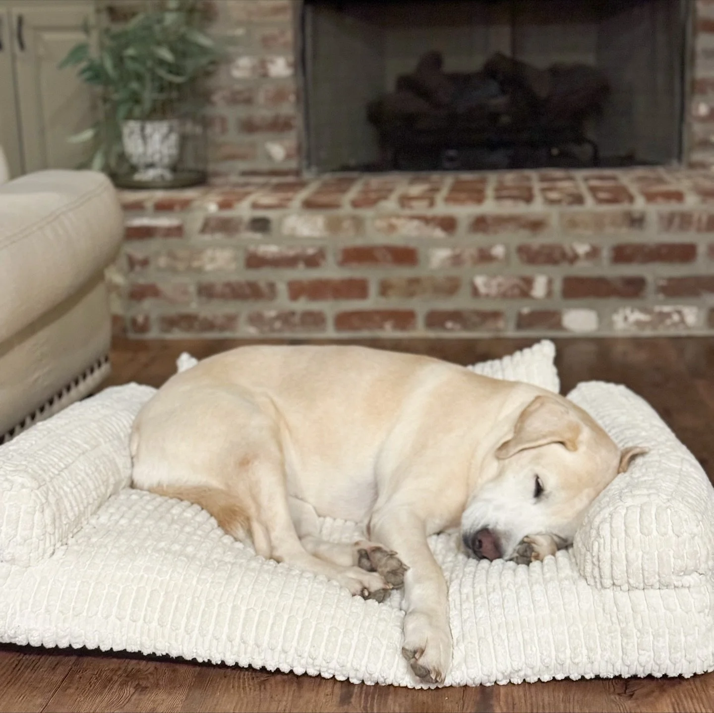 Snug as a bug in a rug. 🤍 Sadie is loving our new bed from @woofwayz! This is the &ldquo;Woof Wayz Dog Sofa 2&rdquo; in a large. And they were so kind to give us a code! Use code &ldquo;MAGNOLIA30&rdquo; at checkout for 30% off! 
.
.
.
.
.
.
#woofwa