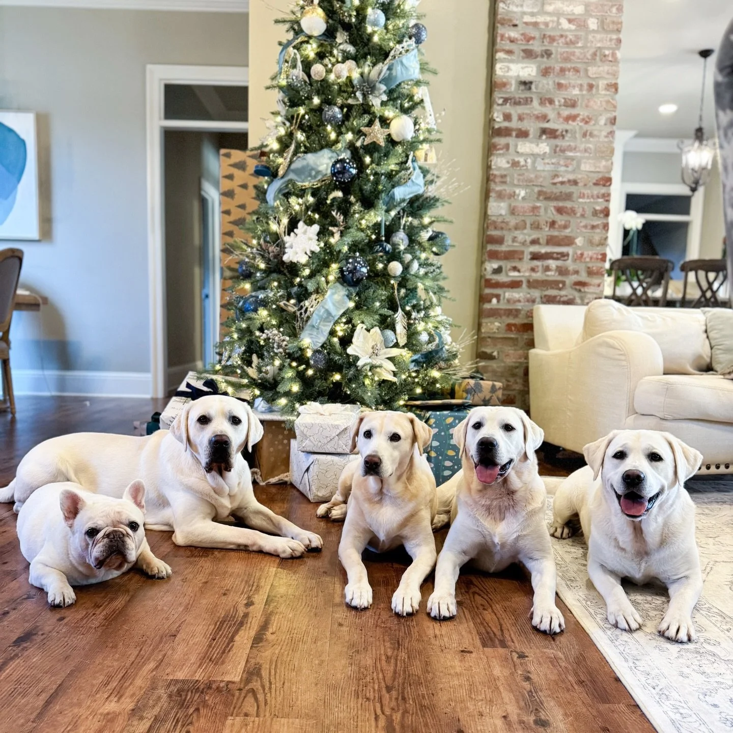 Merry Christmas from our fur family to yours! 🤍🐾 

P.S. Lots of sweating, treat bribing and making weird noises involved getting all 5 of them to sit still for a photo. My daughter even told me &ldquo;Mom, you&rsquo;re never going to do that.&rdquo