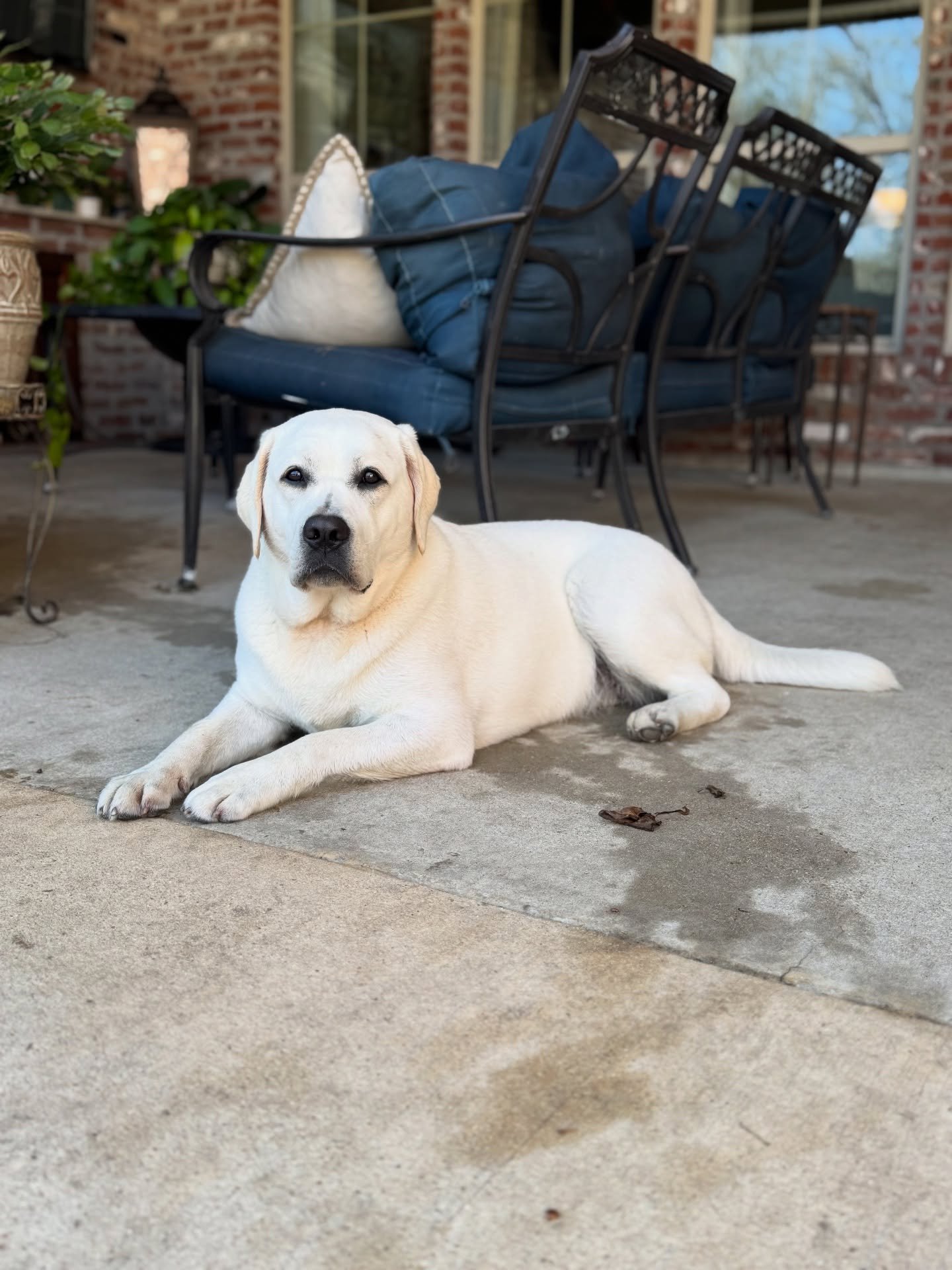 Such a great week with Tilly! 🩷 She learned new tricks, played hard, swam and enjoyed our neighborhood strolls. She fit right in with everyone and even quickly caught on to the &ldquo;keep away&rdquo; game. Everyone got along so well. Missing her al