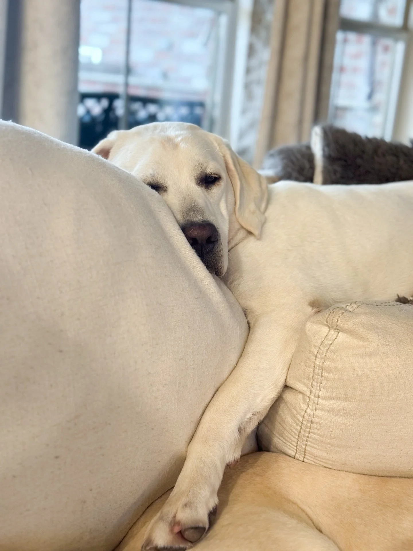 Lainey just living her best life through this winter storm. 🤍 #snugasabuginarug 

#laineybug #winterstorm2026 #whitelabradors #whitelablove