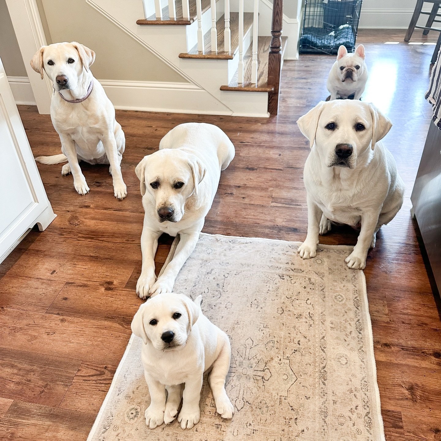 It&rsquo;s Winnie Wednesday! And thought I&rsquo;d reshare everyone&rsquo;s favorite photo of Winnie with the crew! Who remembers this photo back when Winnie figured out everyone got my leftover egg yolks every morning?! 🍳😂

I eat fried eggs just a