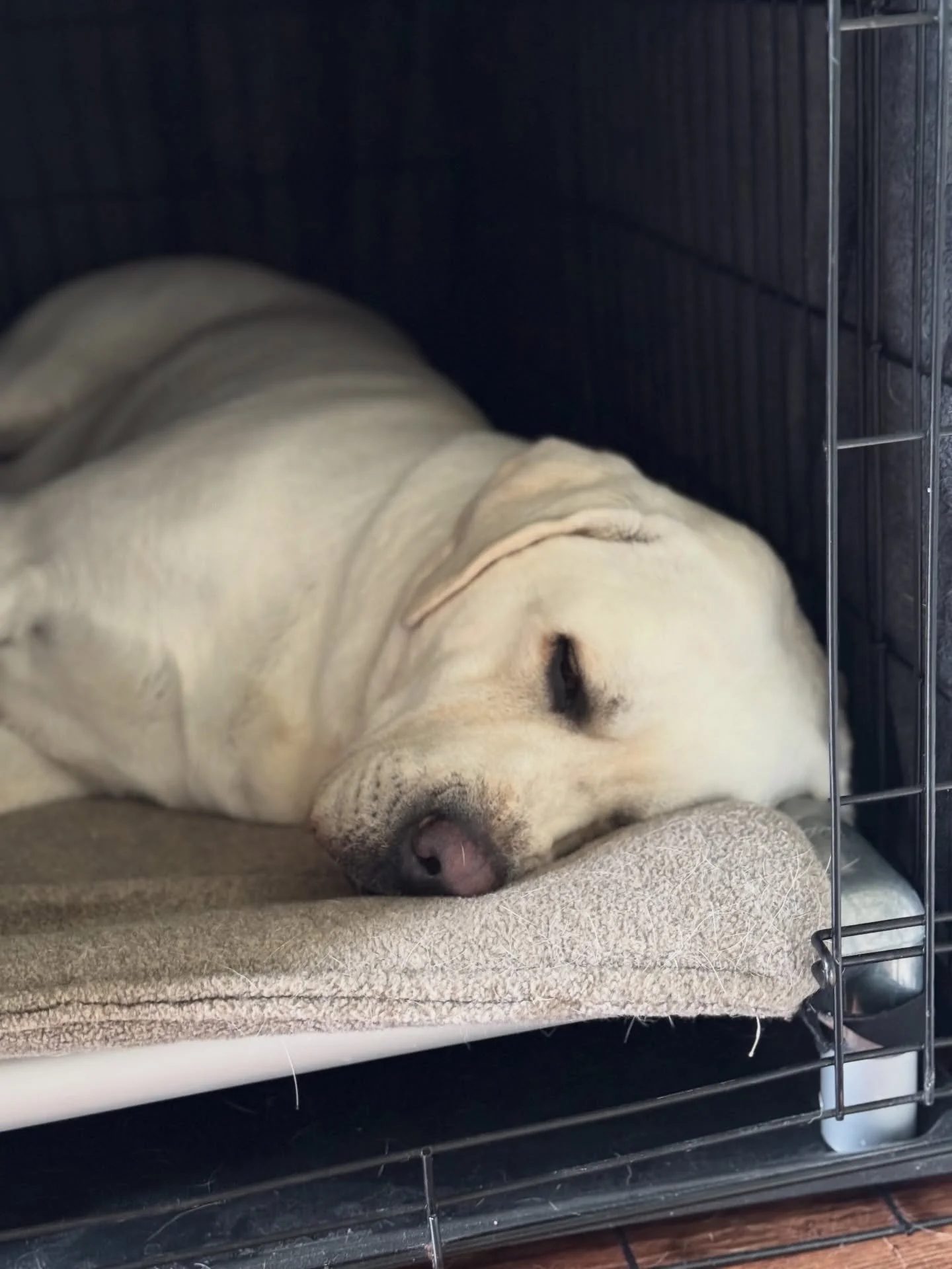 Nash&rsquo;s favorite spot to nap during the day. Sometimes I&rsquo;ll go looking for him, go check his kennel and he&rsquo;s always in it, sound asleep. 😊 Sound on in the second video for a big relaxing sigh&hellip;or maybe he was trying to say mom