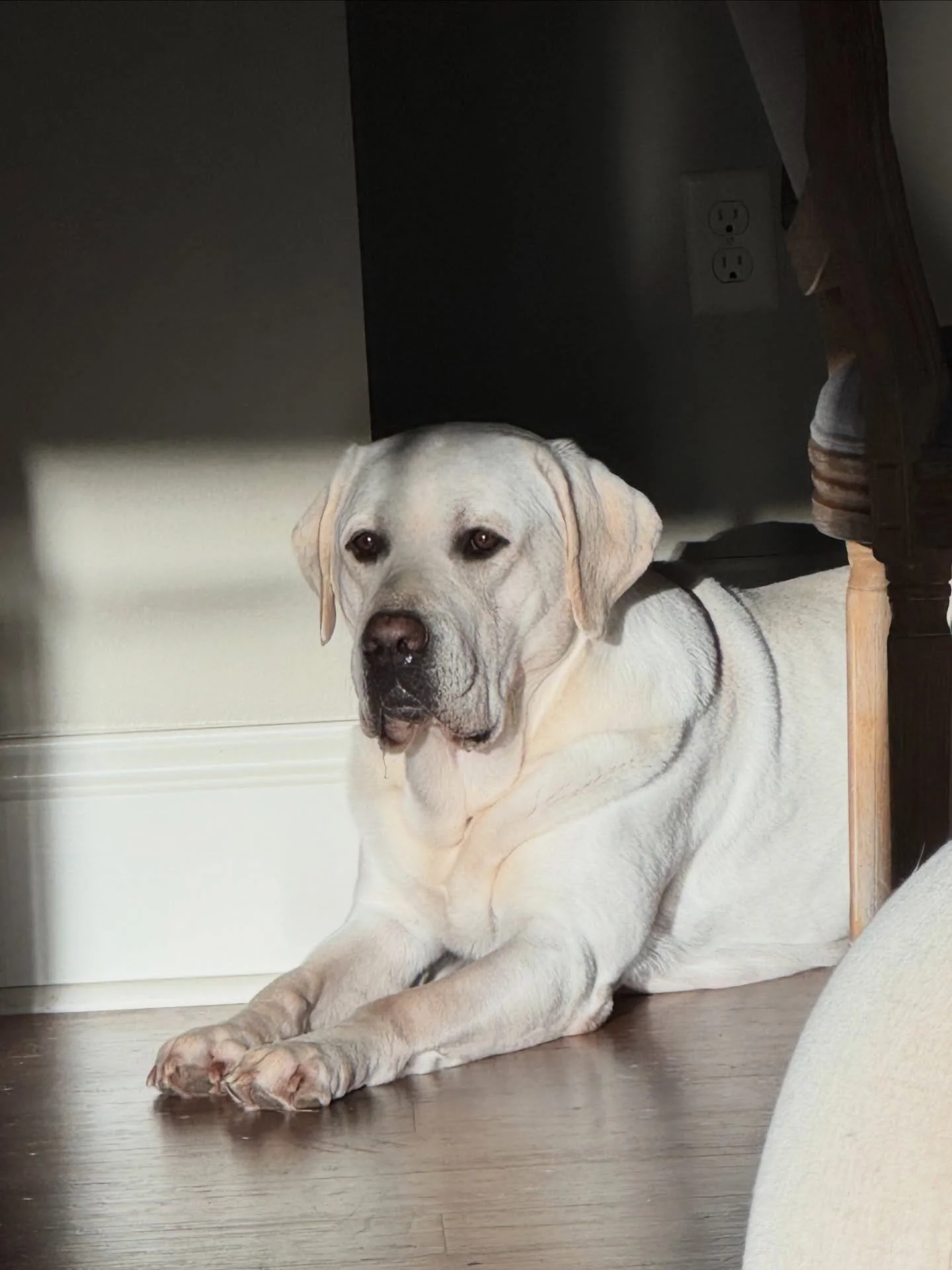 When that morning sunlight hits just right. ☀️ 

#nashthewhitelab #whitelabs #englishlabradors #labradorretrievers