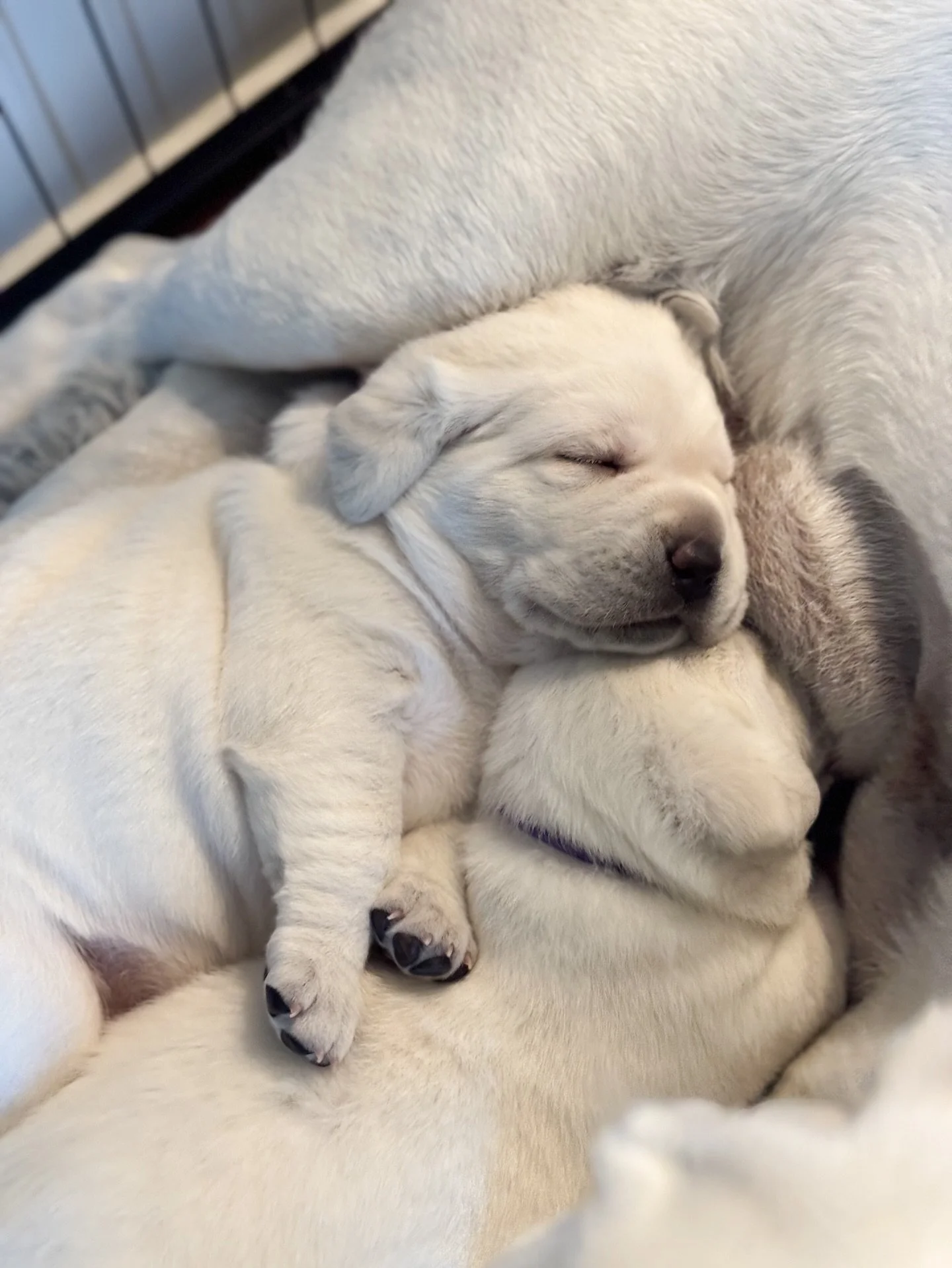 Ending the day off with a few of my favorite photos of our Lainey Bug. We didn&rsquo;t plan on keeping this sweet girl when our 2nd litter was born but as the days went on, the more we all fell in love with her. 

I started calling Lainey &ldquo;suns