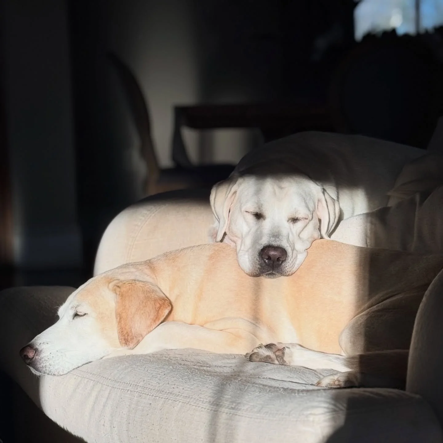 That morning glow 🤍 Sadie &amp; Lainey&hellip;the biggest cuddle bugs. 

#cuddlebugs #yellowlabradorsofinstagram #thatmorningglow