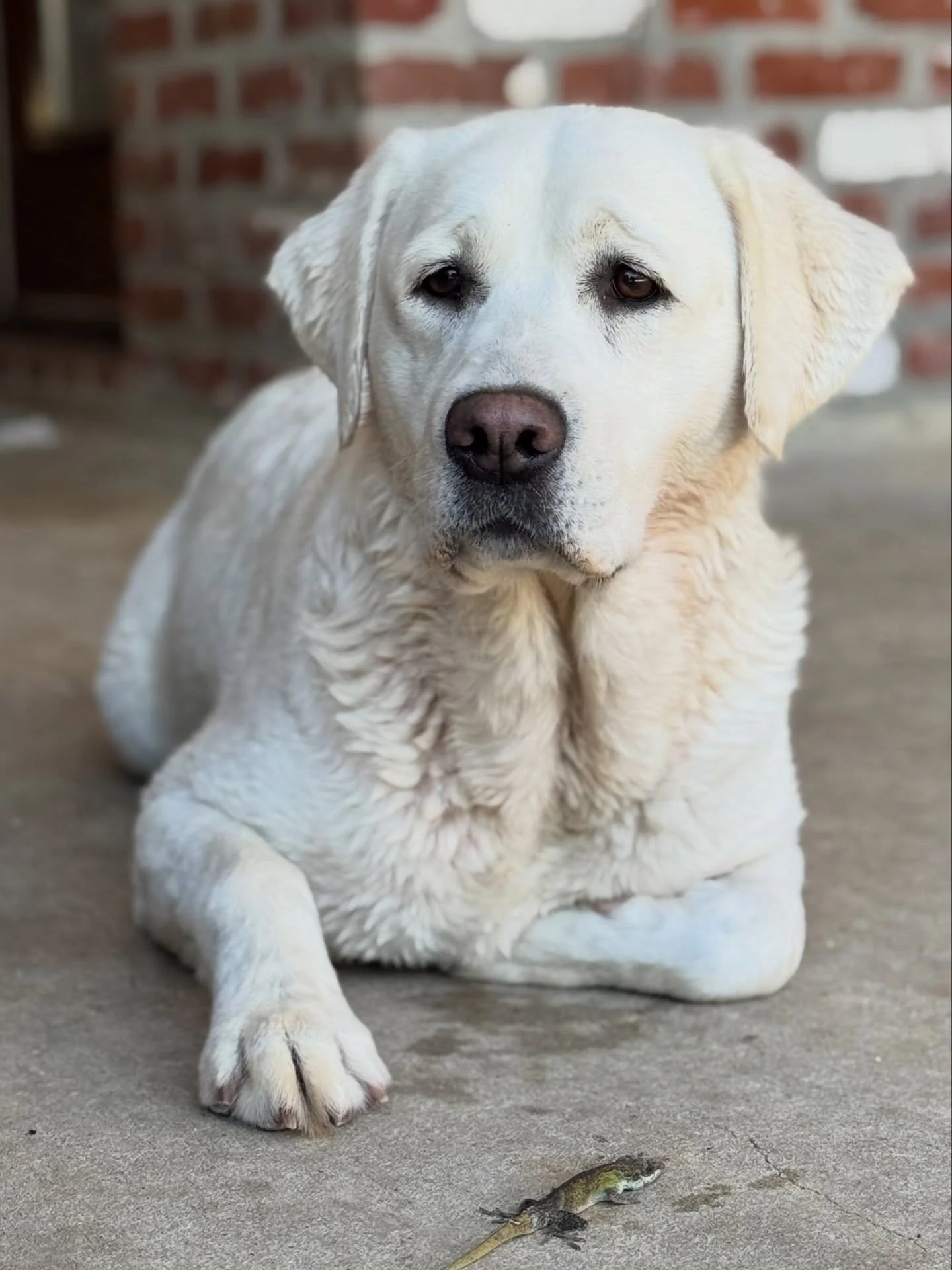Sorry for the gross lizard photo but just had to share my little hunter of the family caught her a super big lizard today and she was so proud of it!🦎Maggie&rsquo;s favorite thing to do especially this time of year is catch lizards. She never eats t