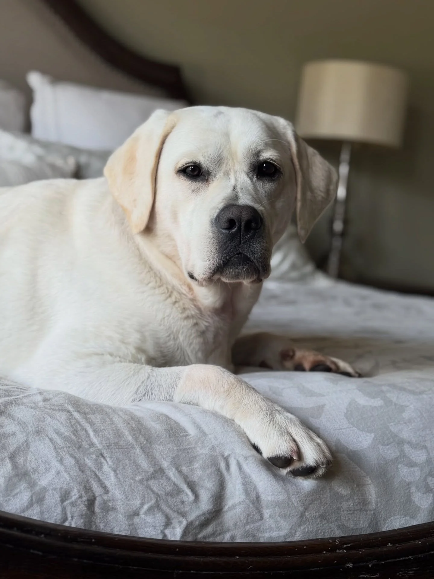 Another great time as always with our cousin Tilly for Easter break! Lots of swimming, chase, trips to the snowball stand, good naps and mud baths. Till next time Tilly! We 🤍 you! 

Love that Tilly&rsquo;s family now call our dogs her cousins! 🥰🤍