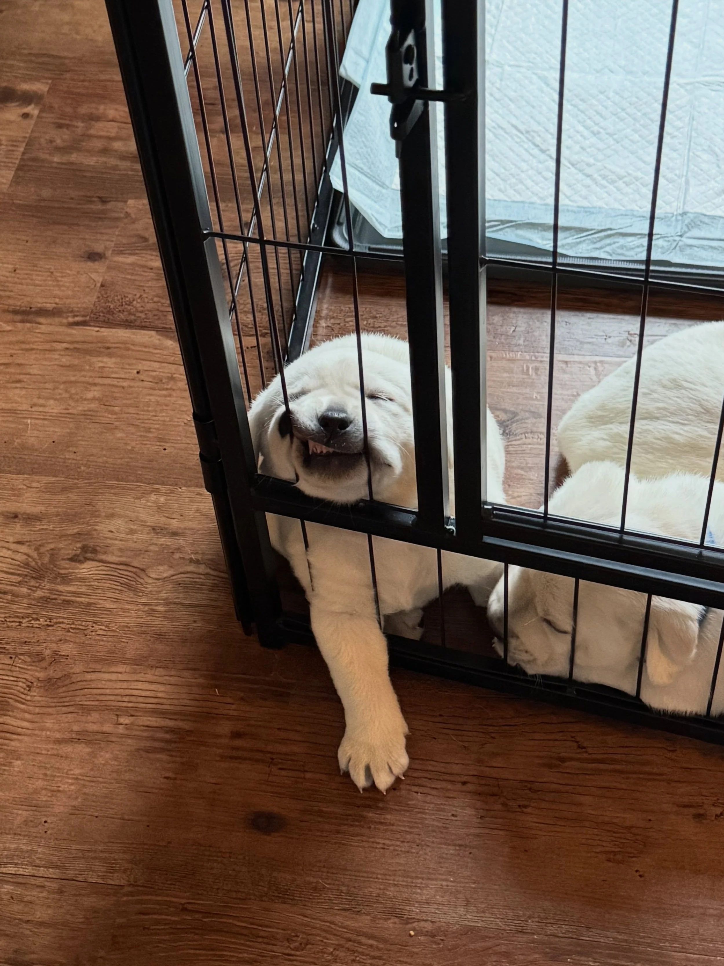 Current vibe. 😂 #letsgofriday 
I don&rsquo;t remember what puppy this was but definitely from our last litter of Hank, Honey &amp; Lainey and this photo says it all. 😂