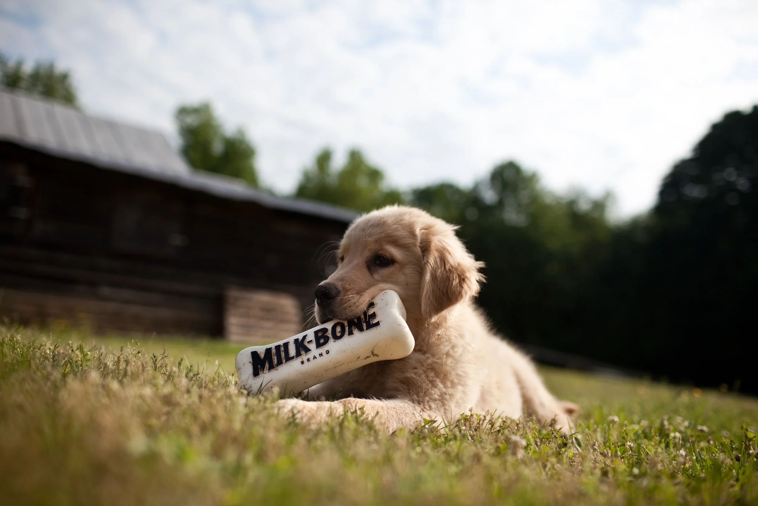 milkbone_3.jpg