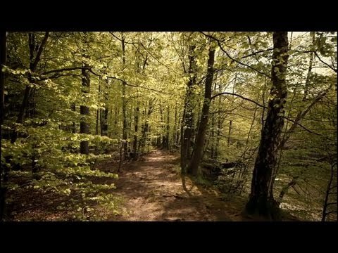 Apple  "Thank You" Keynote 