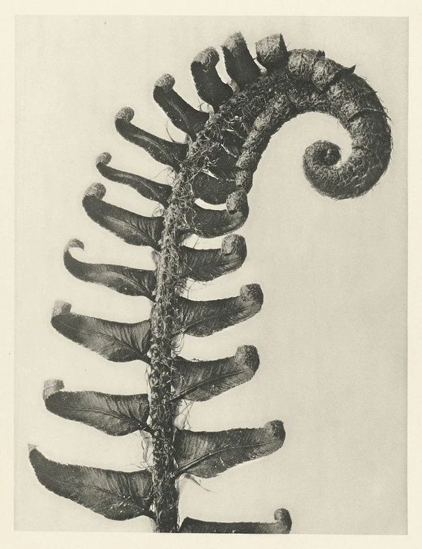 A black and white photograph of a fern frond, showing the curled tip and multiple leaflets along the stem.
