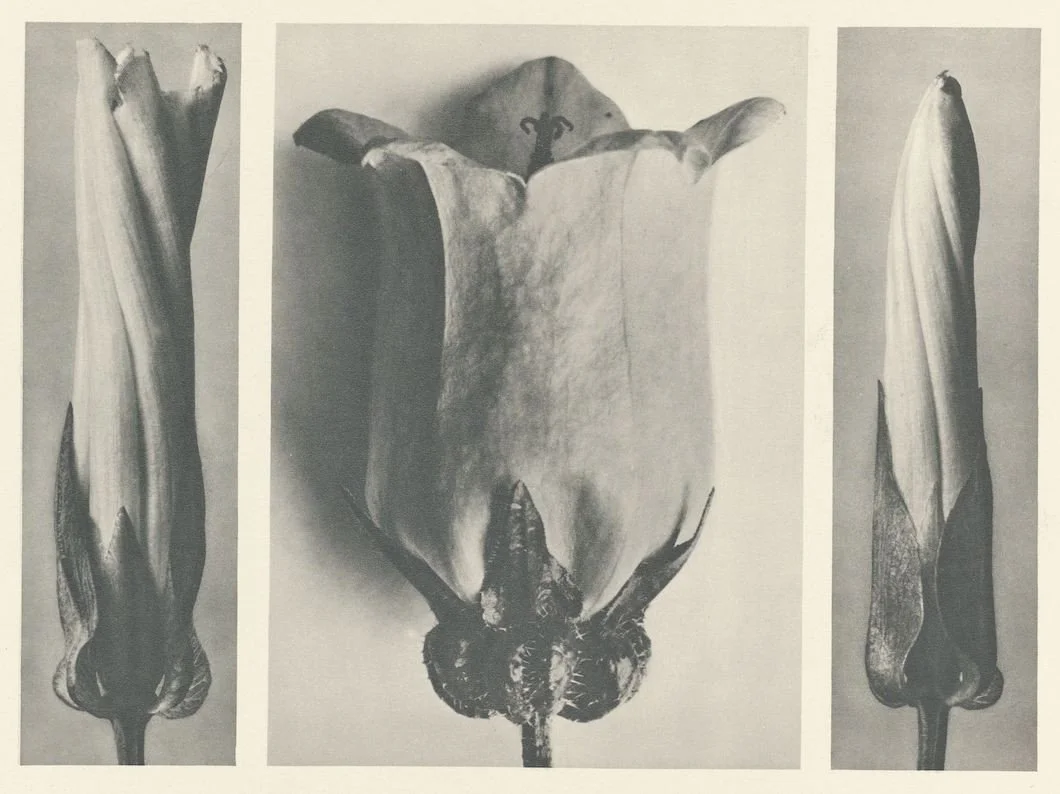 Black and white photograph of three different flower parts or buds, including two elongated buds and a large open flower in the center.