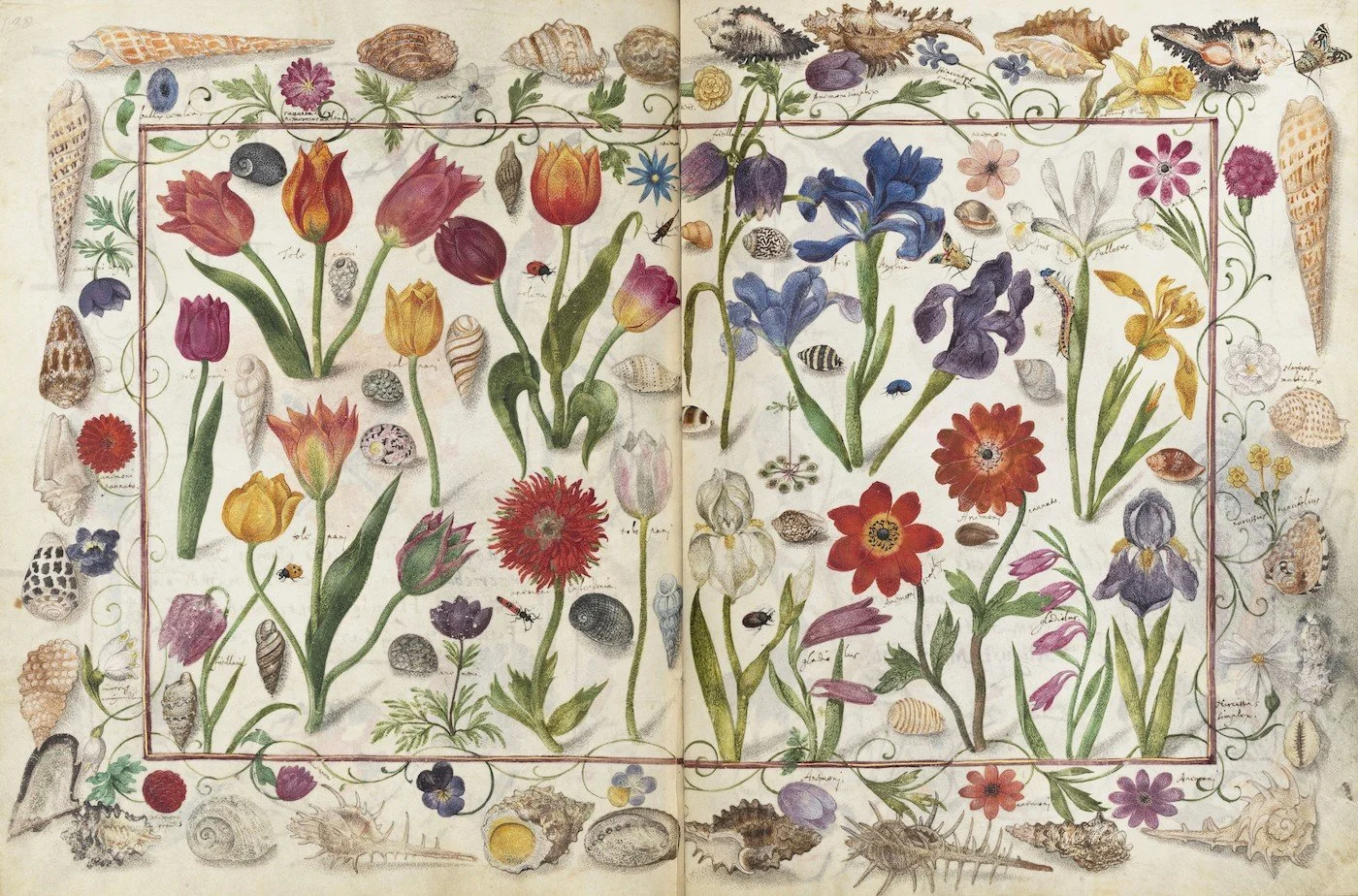 A vintage botanical illustration featuring various flowers, seashells, insects, and small animals arranged within a bordered square.