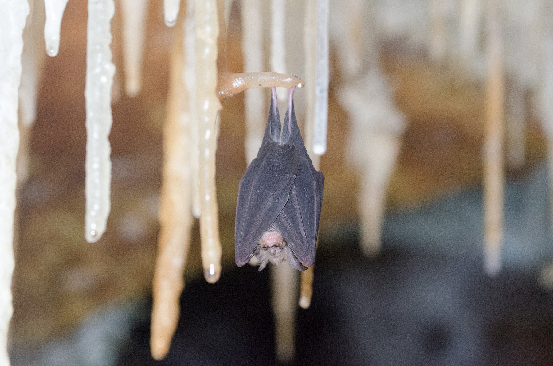 Eastern Horseshoe-bat